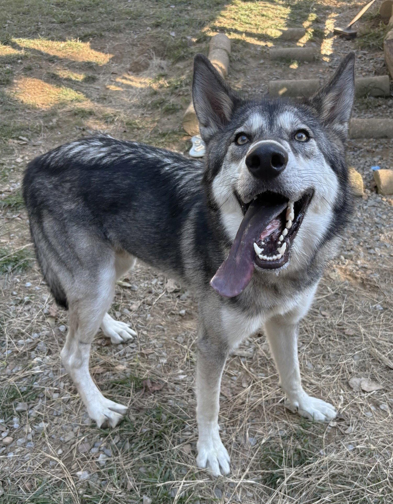 Enlarge 261610  Balto, a Adoptable mixed breed in Wetumpka, AL image 3/3