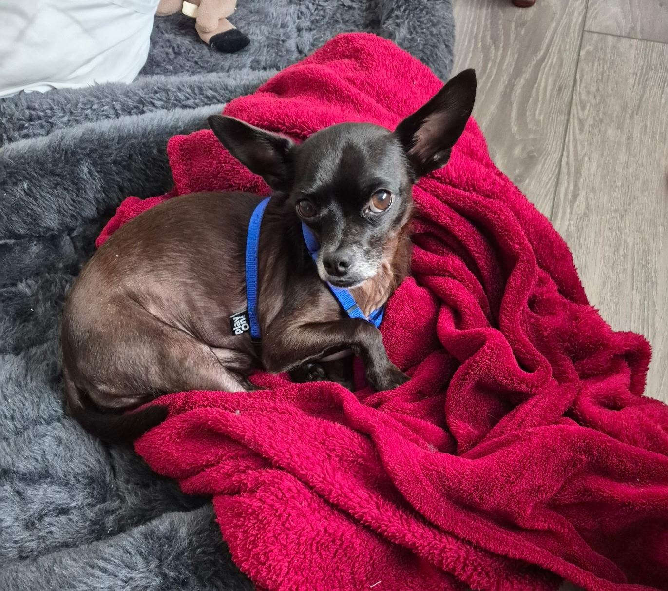 Ponchico, Adopted, Young Male Chihuahua.
