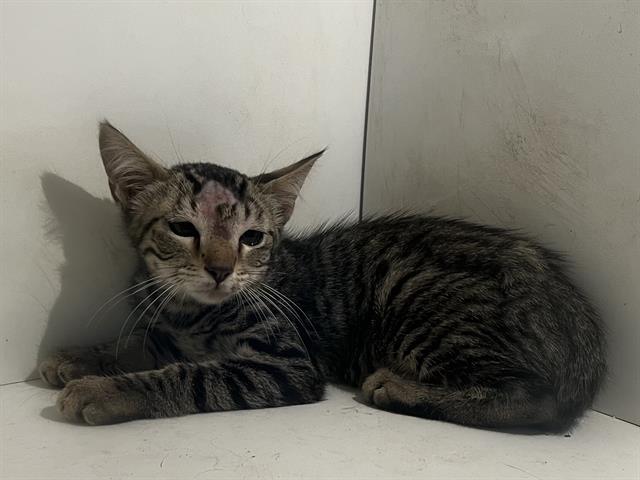 JERRY, Adoptable, Kitten Male Domestic Short Hair.