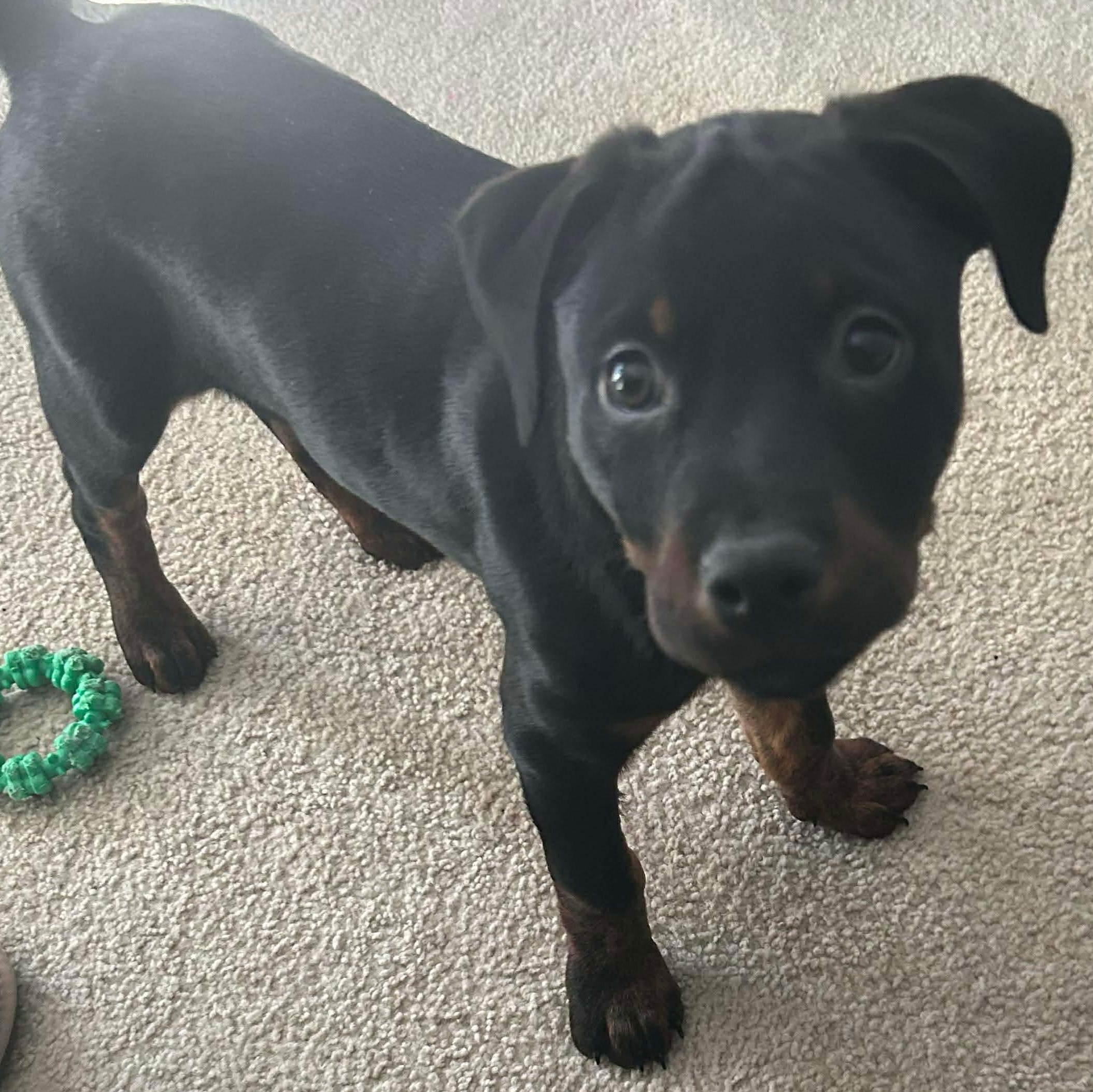 Bourbon, ADOPTABLE, Puppy Male Labrador Retriever & Terrier.
