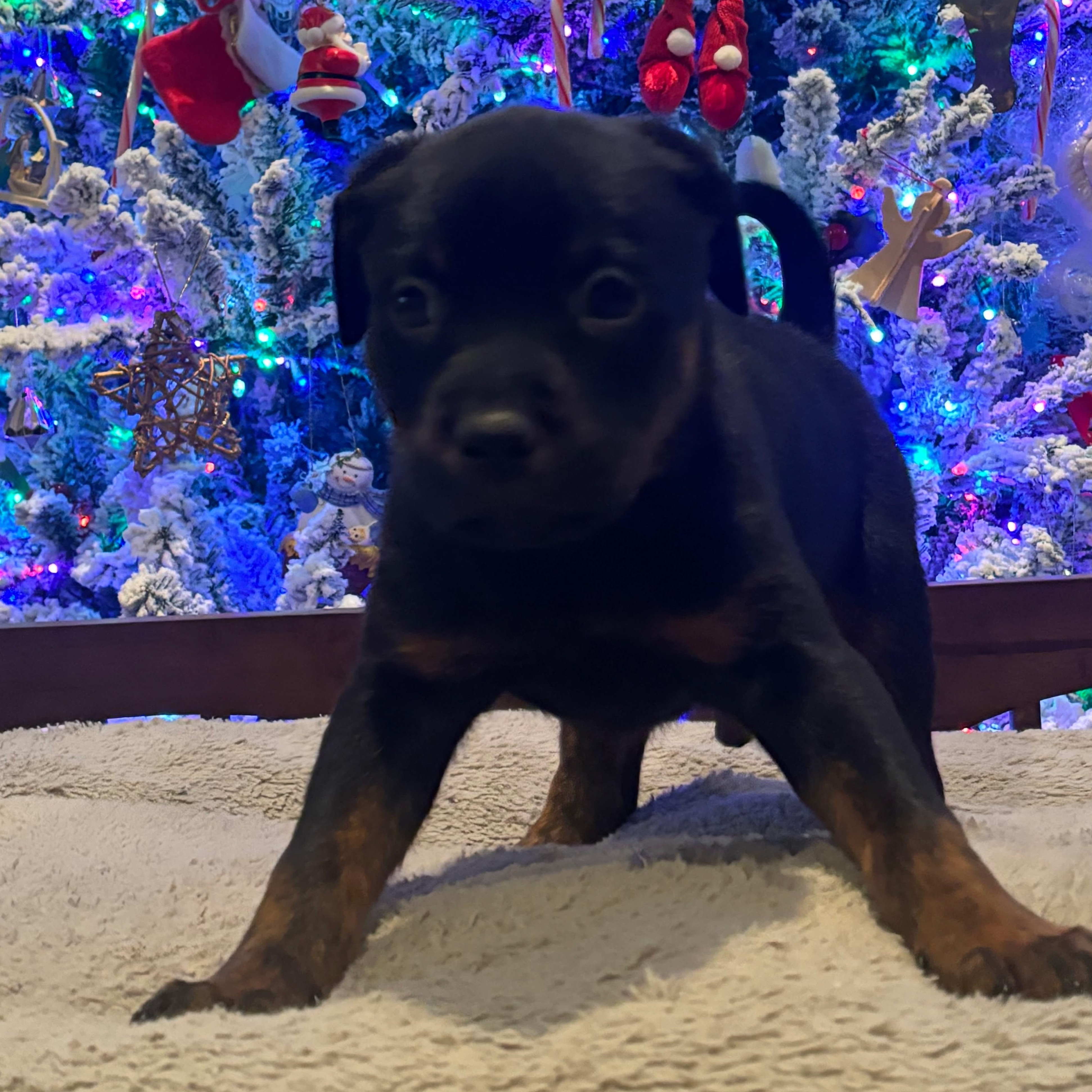 Enlarge Bourbon, a ADOPTABLE mixed breed in Buffalo, NY image 2/2