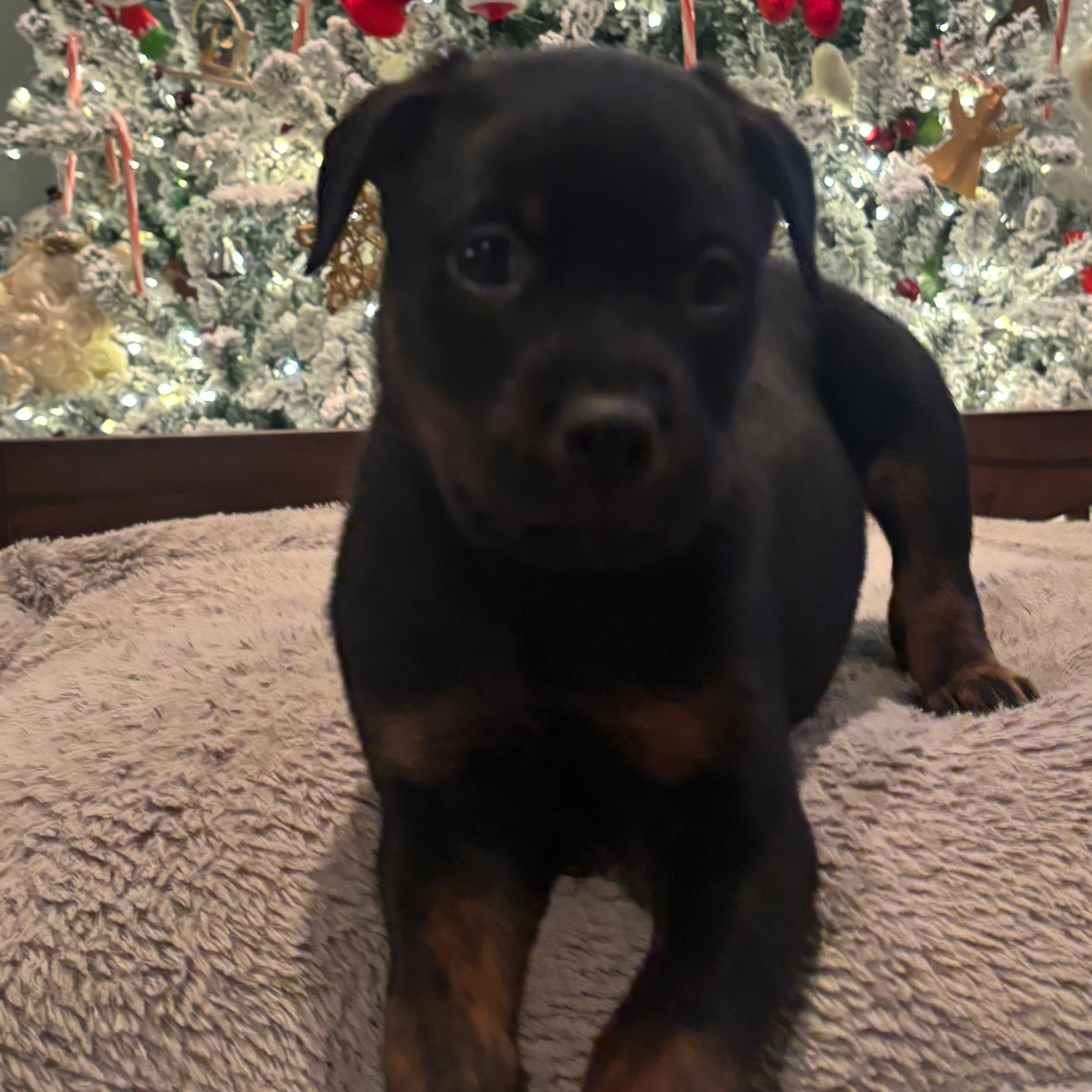 Enlarge Bourbon, a ADOPTABLE mixed breed in Buffalo, NY image 1/2