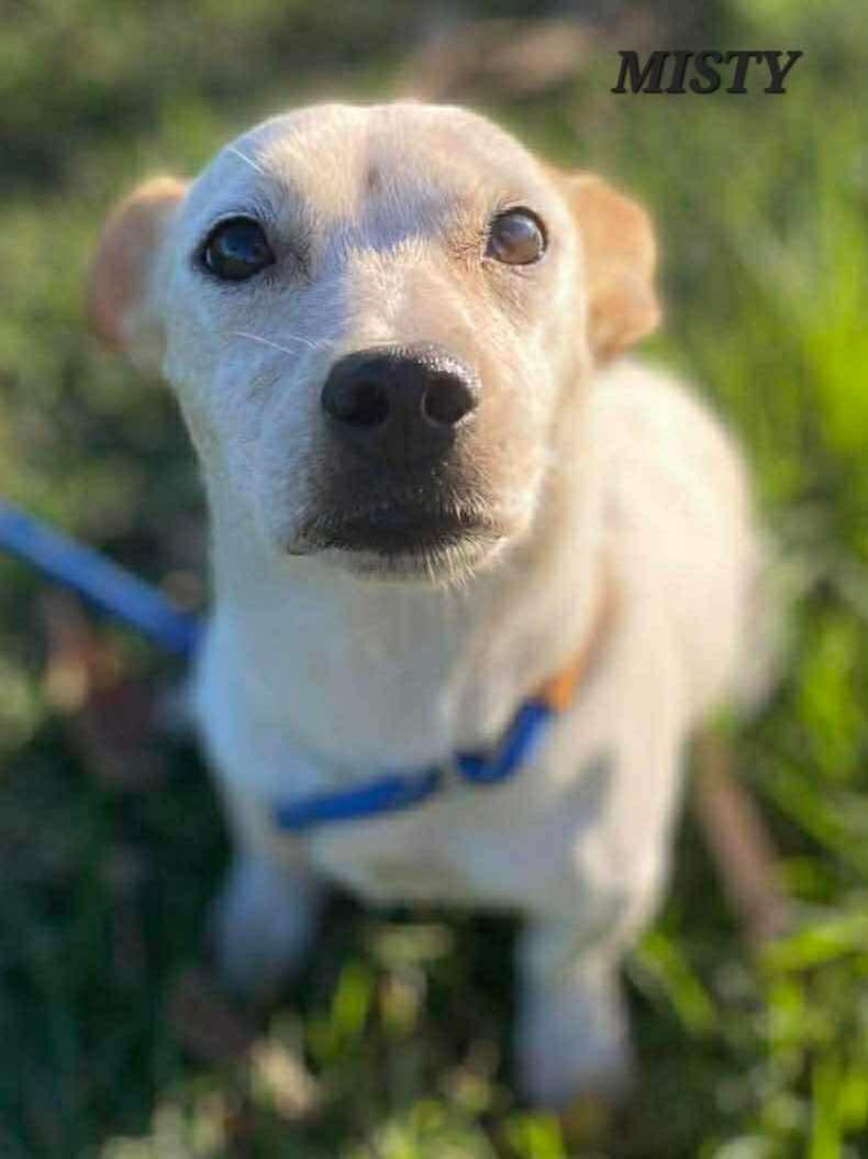 Enlarge MISTY, an adopted mixed breed in Villalba, PR image 1/1