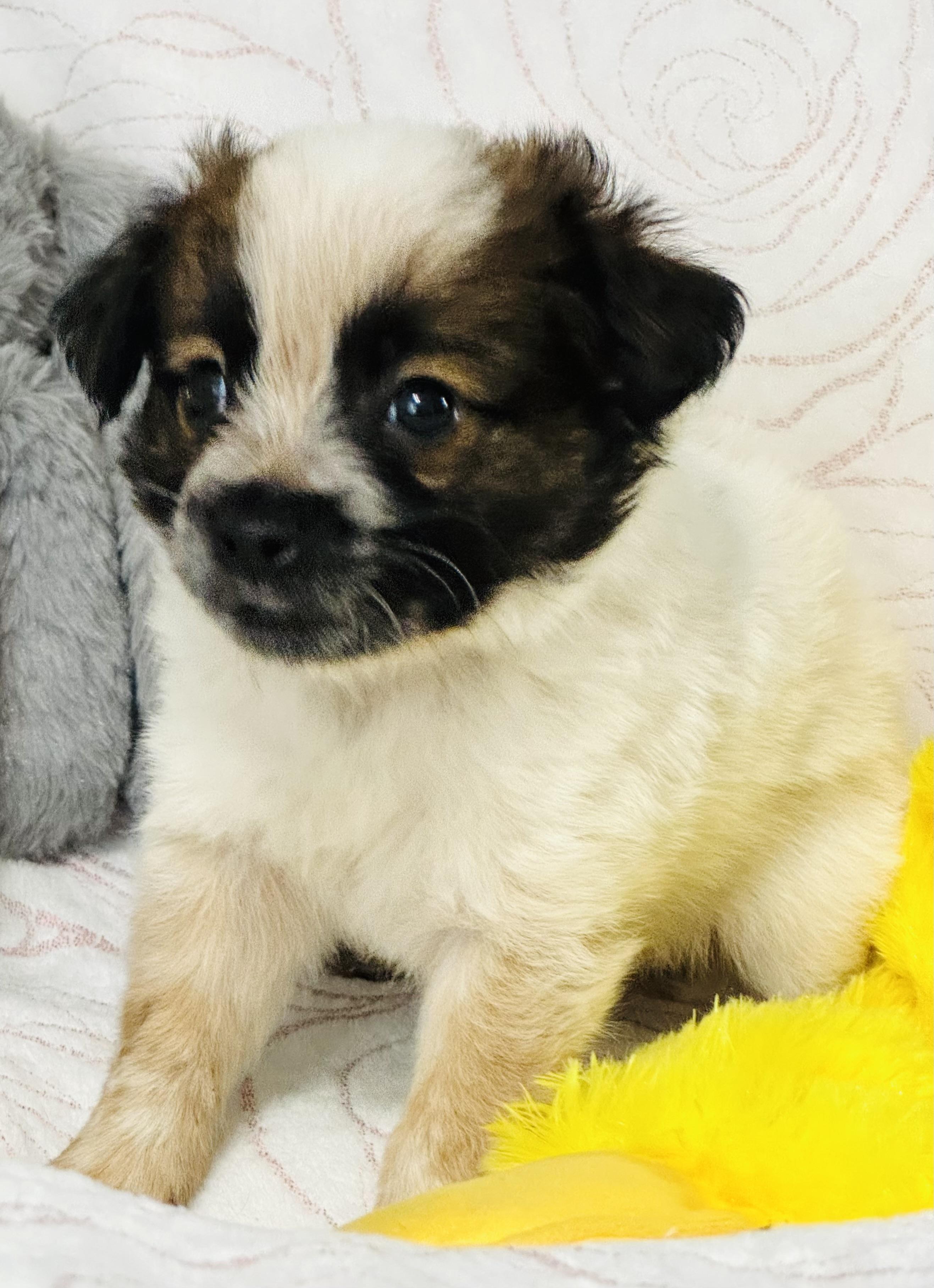 Bernard, an adopted mixed breed in Nahunta, GA image 1/5