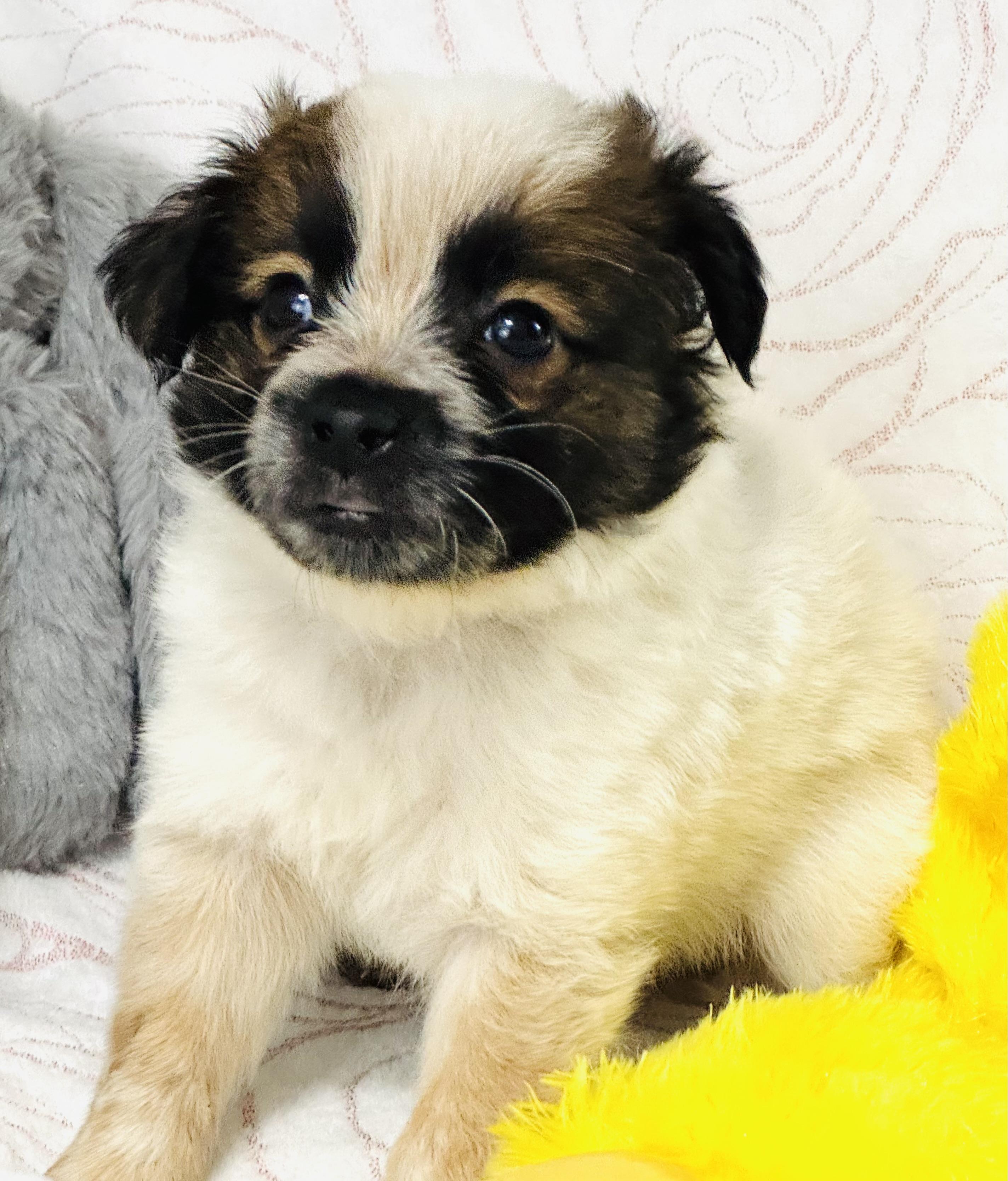 Bernard, an adopted mixed breed in Nahunta, GA image 2/5