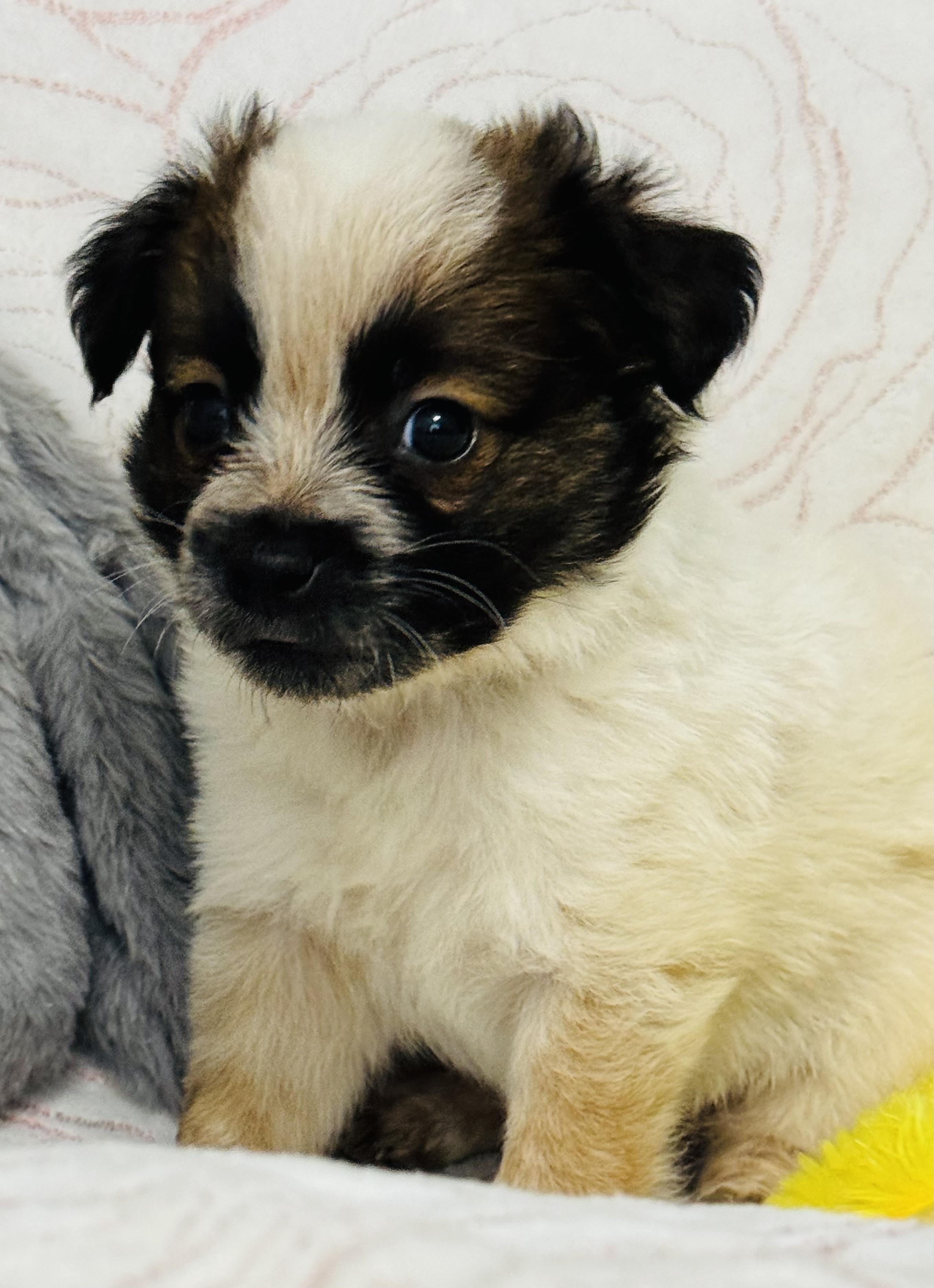 Bernard, an adopted mixed breed in Nahunta, GA image 4/5