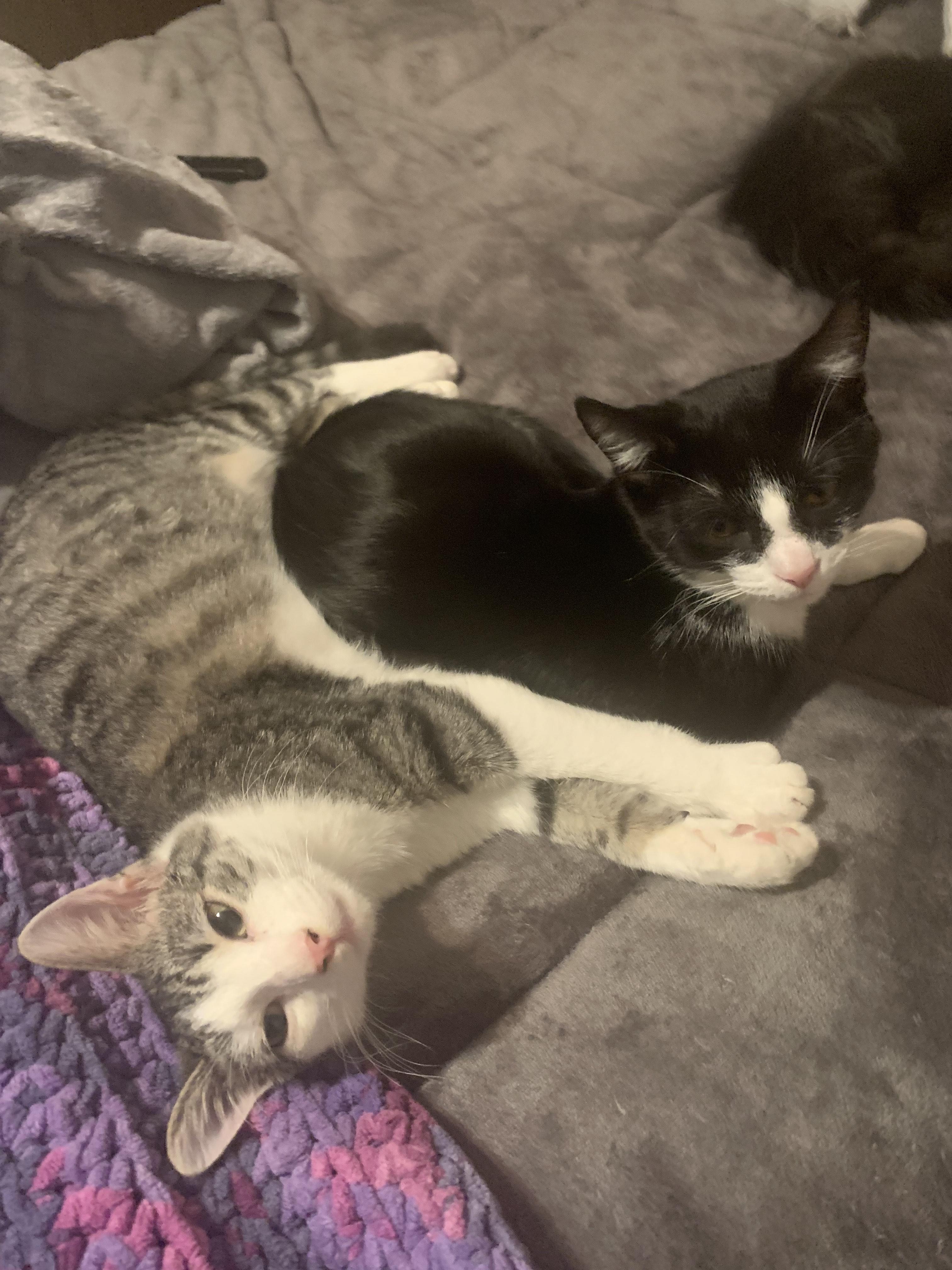 Enlarge Jupiter, a Adoptable Domestic Short Hair in Oberlin, OH image 2/6