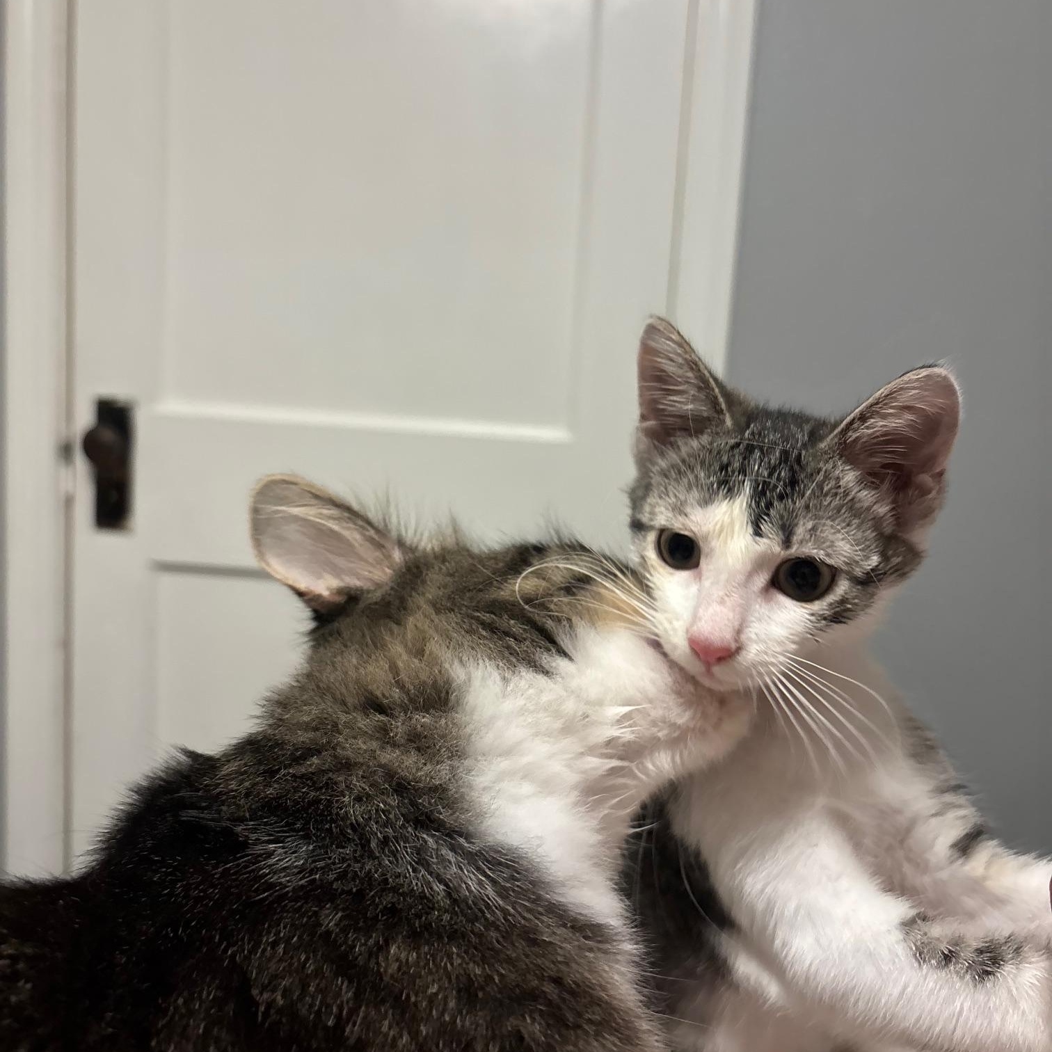 Jupiter, a Adoptable Domestic Short Hair image 2/6