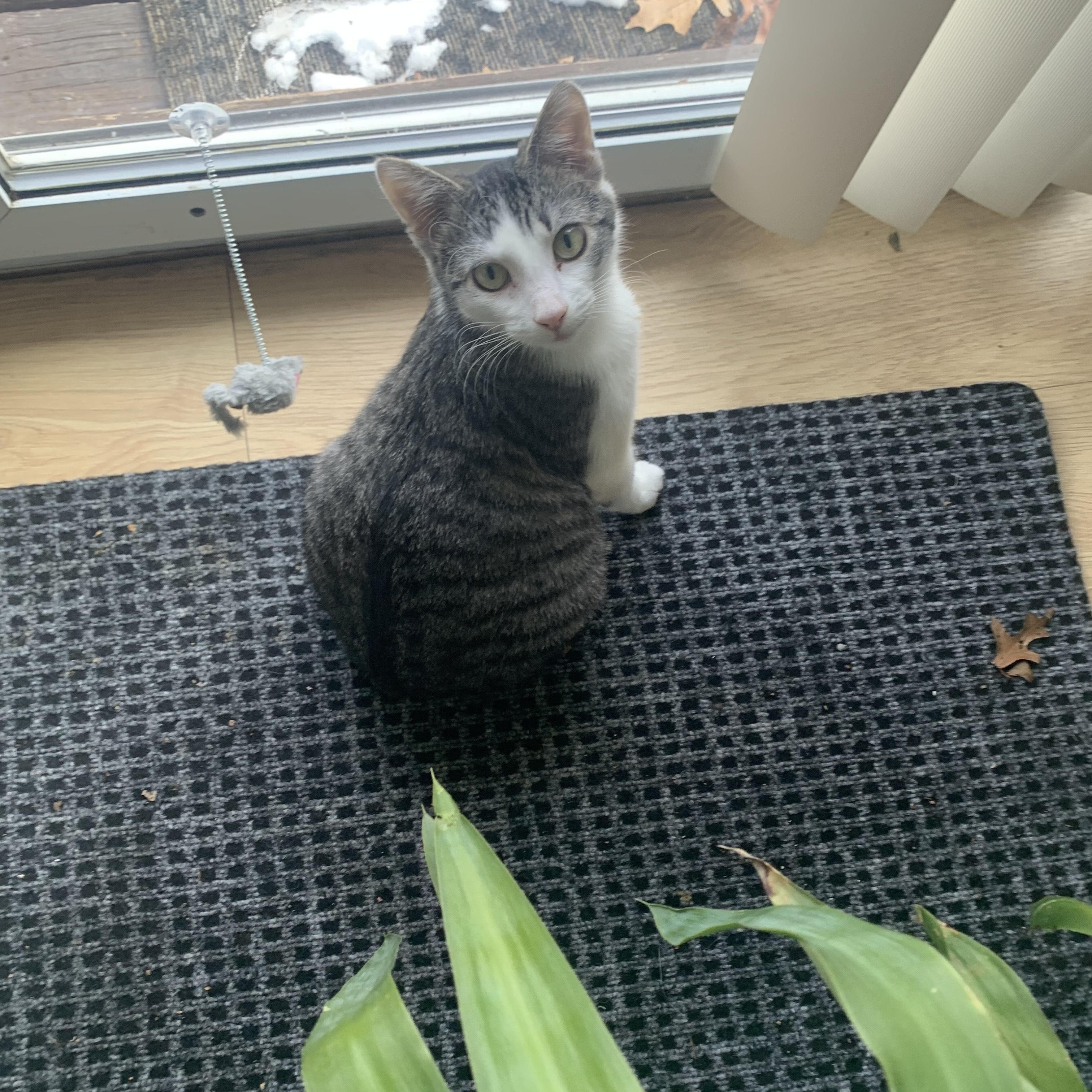 Enlarge Jupiter, a Adoptable Domestic Short Hair in Oberlin, OH image 1/6