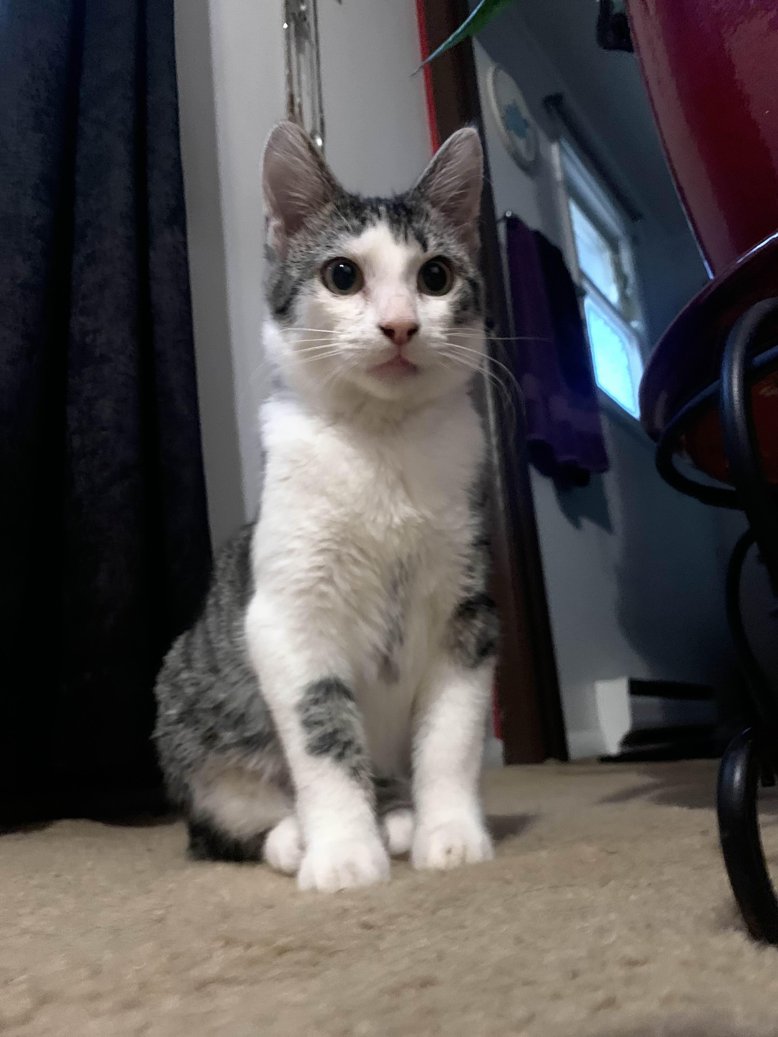 Jupiter, a Adoptable Domestic Short Hair image 3/6