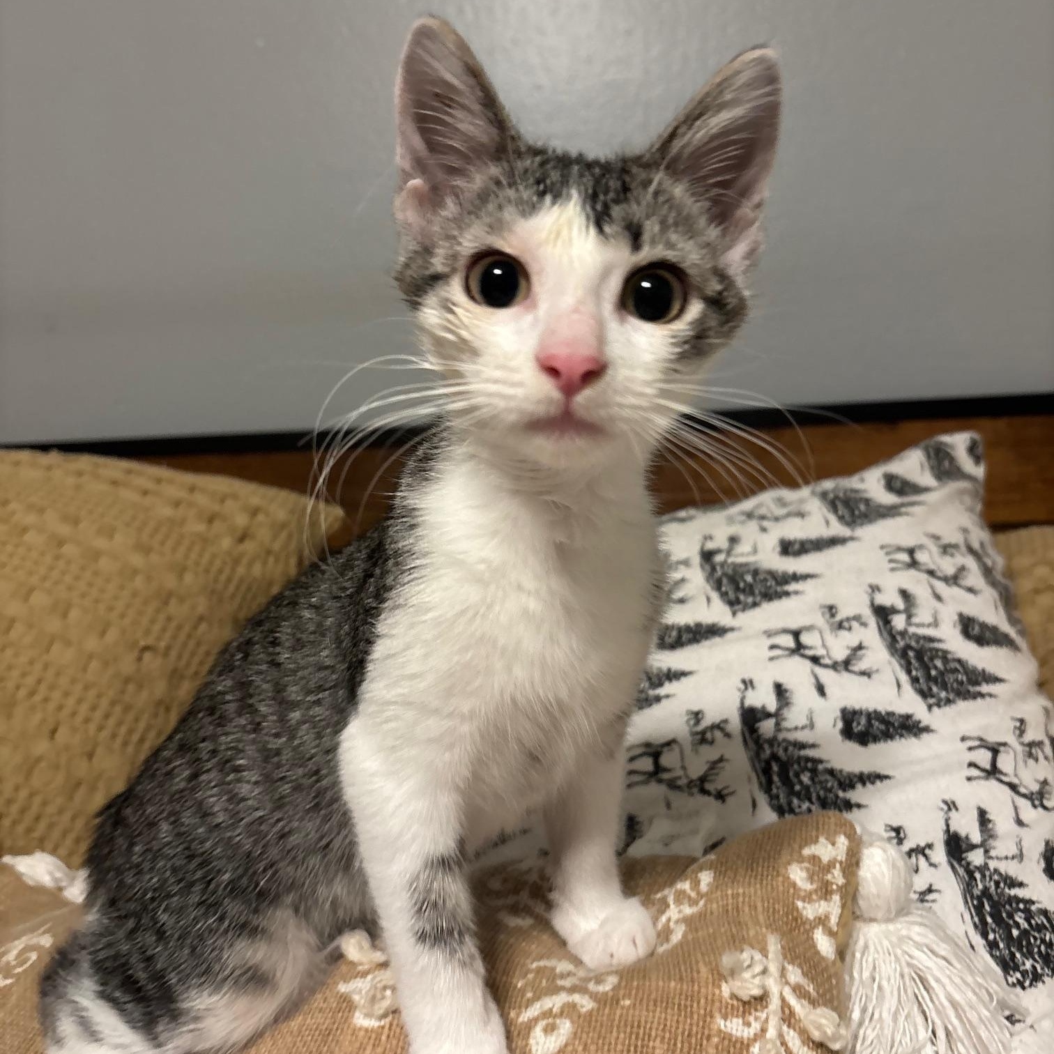 Jupiter, a Adoptable Domestic Short Hair image 1/6