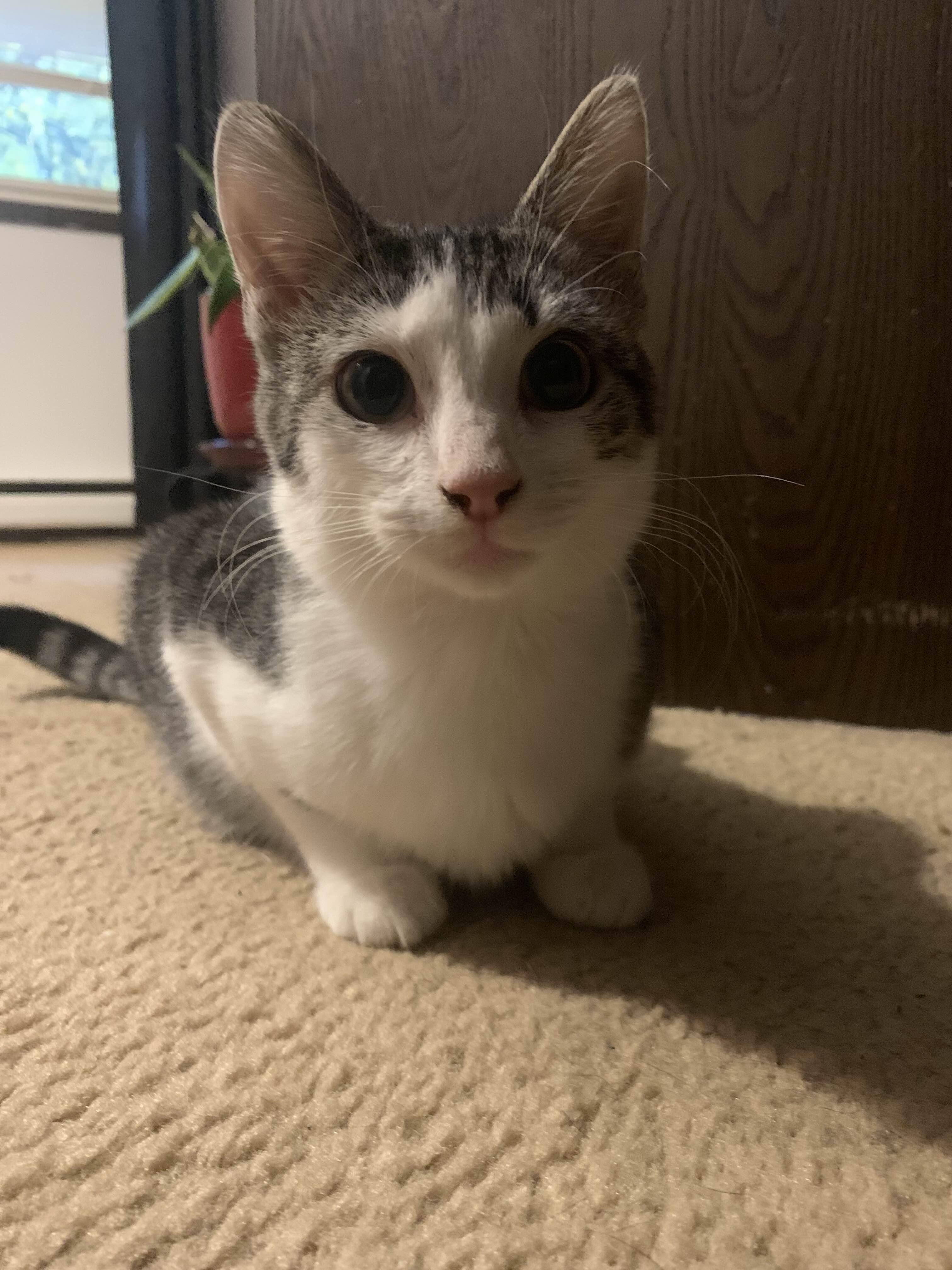 Jupiter, a Adoptable Domestic Short Hair image 4/6