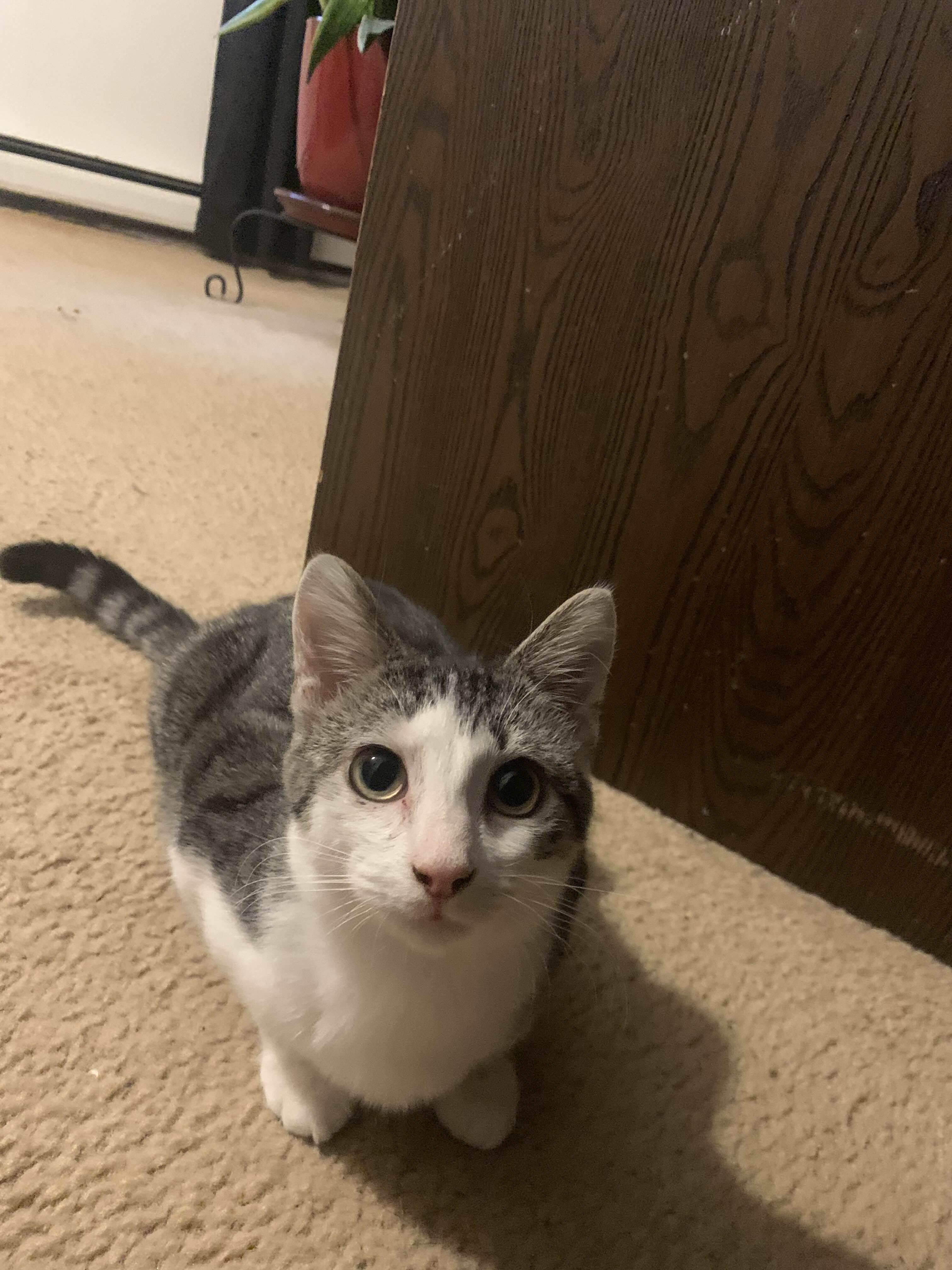 Jupiter, a Adoptable Domestic Short Hair image 5/6