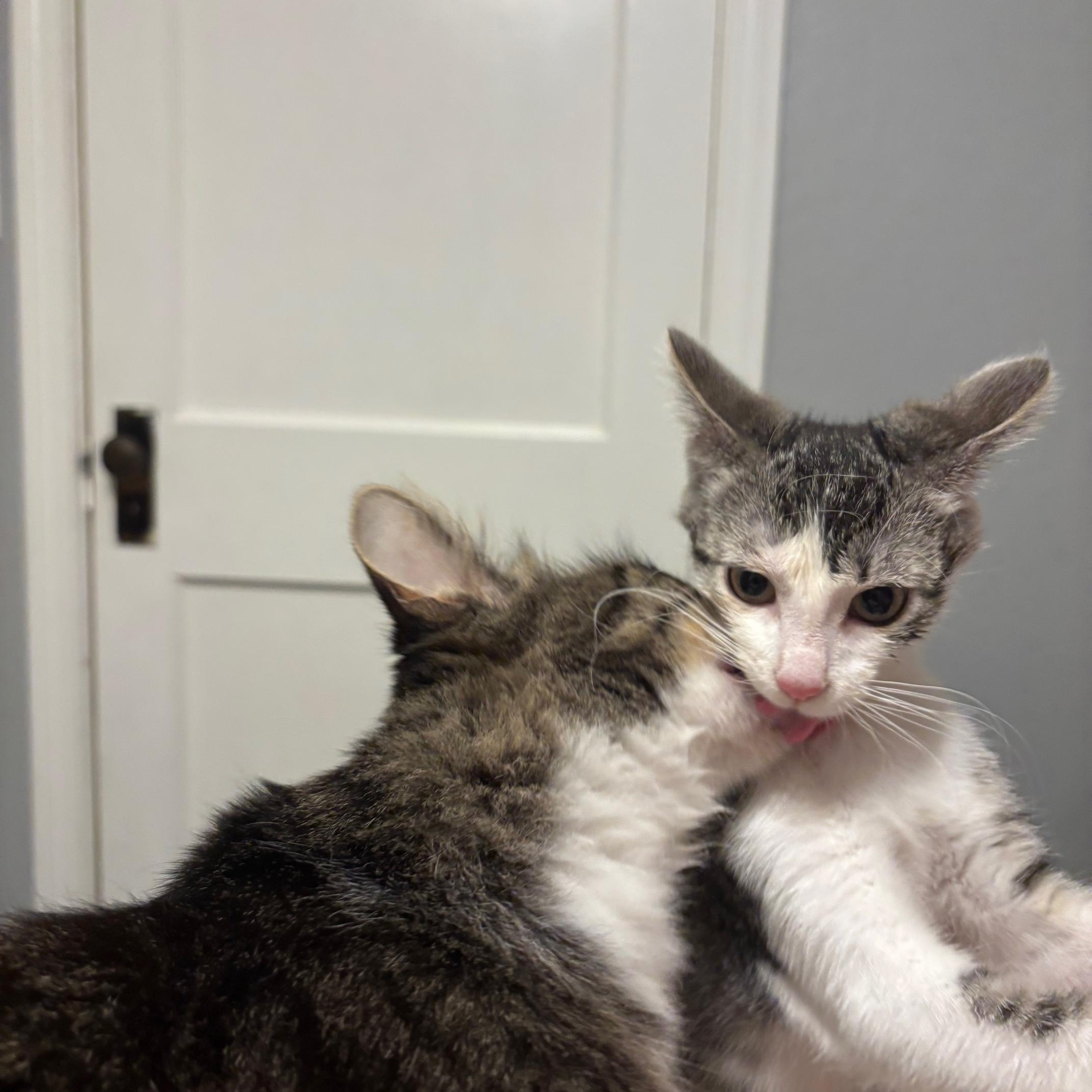 Jupiter, a Adoptable Domestic Short Hair image 6/6