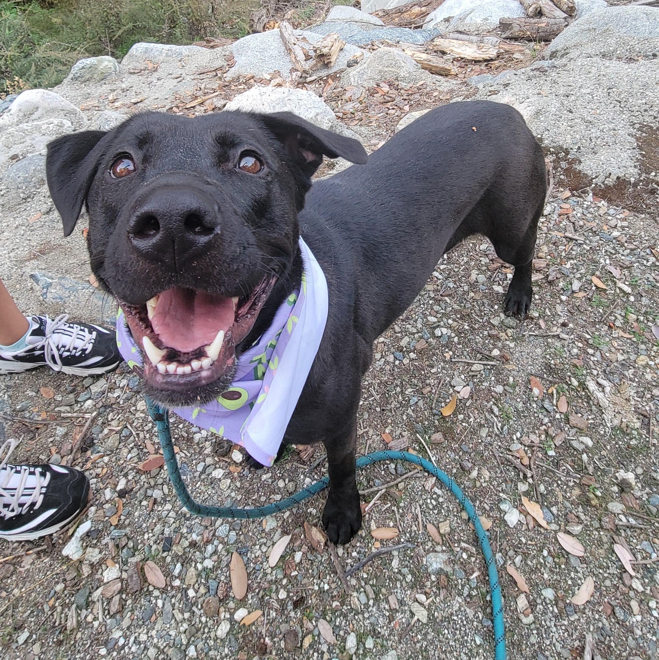 Enlarge Lizzie , a ADOPTABLE mixed breed in rowland heights, CA image 4/5