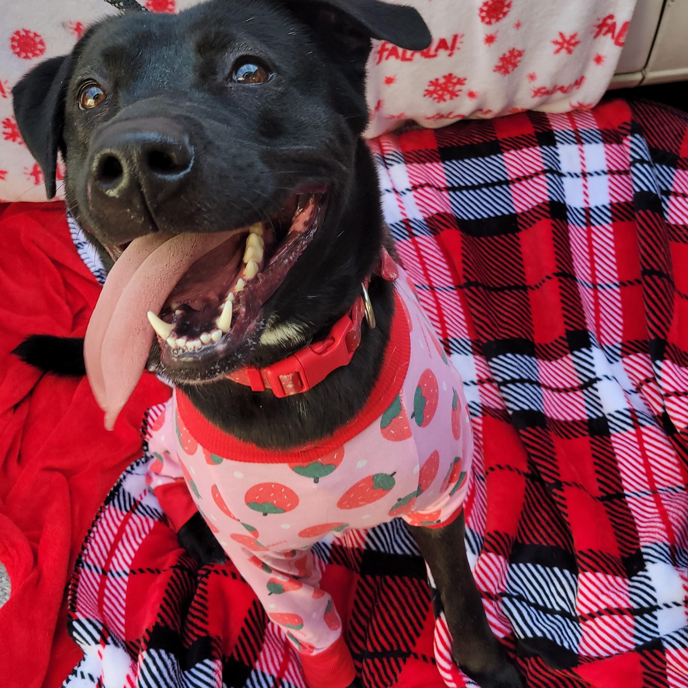 Enlarge Lizzie , a ADOPTABLE mixed breed in rowland heights, CA image 5/5