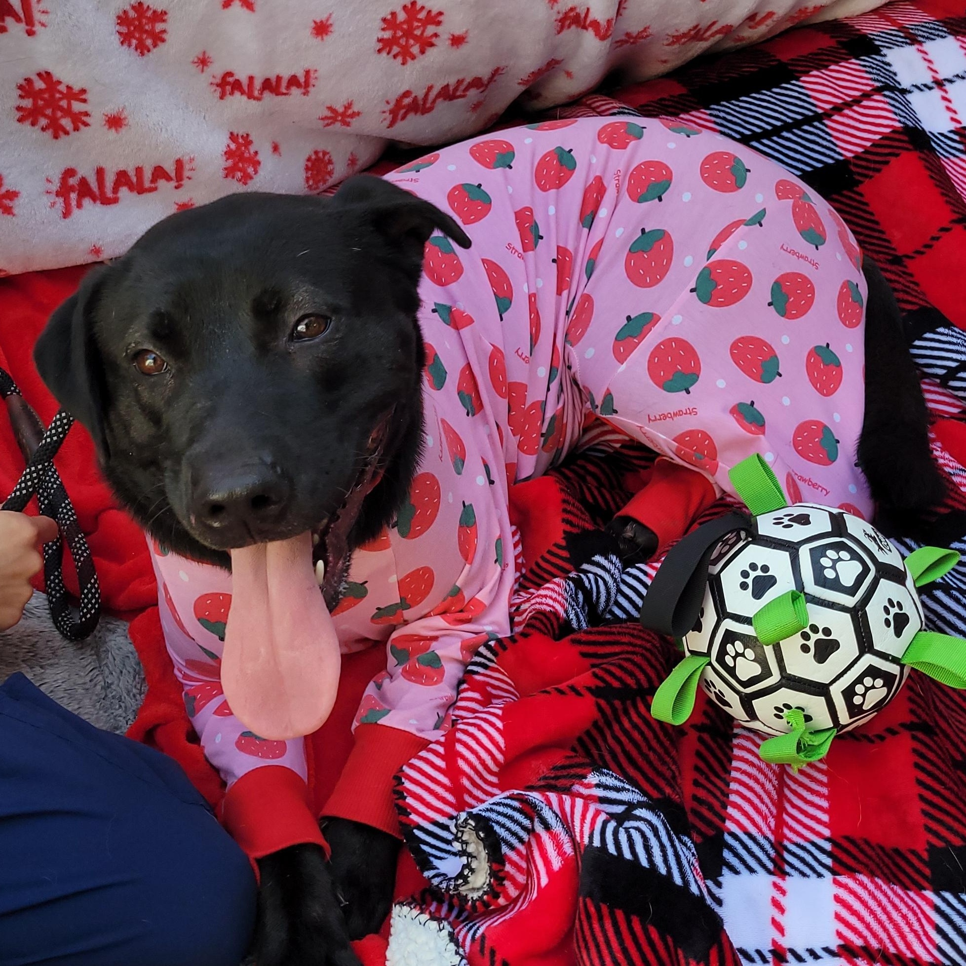 Enlarge Lizzie , a ADOPTABLE mixed breed in rowland heights, CA image 3/5