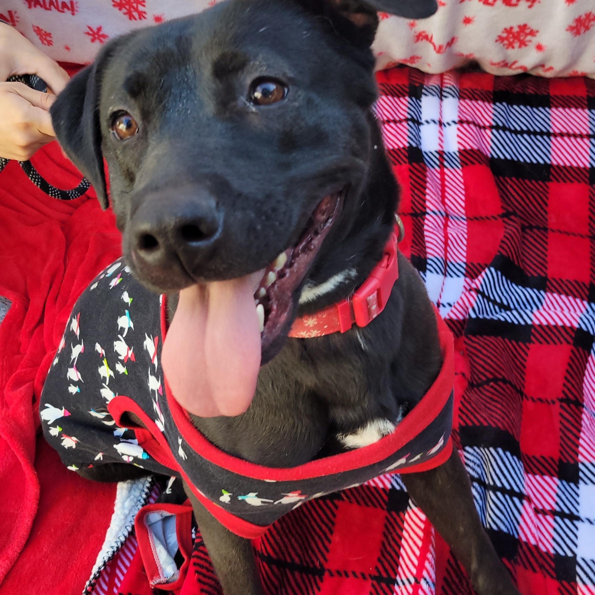 Enlarge Lizzie , a ADOPTABLE mixed breed in rowland heights, CA image 1/5