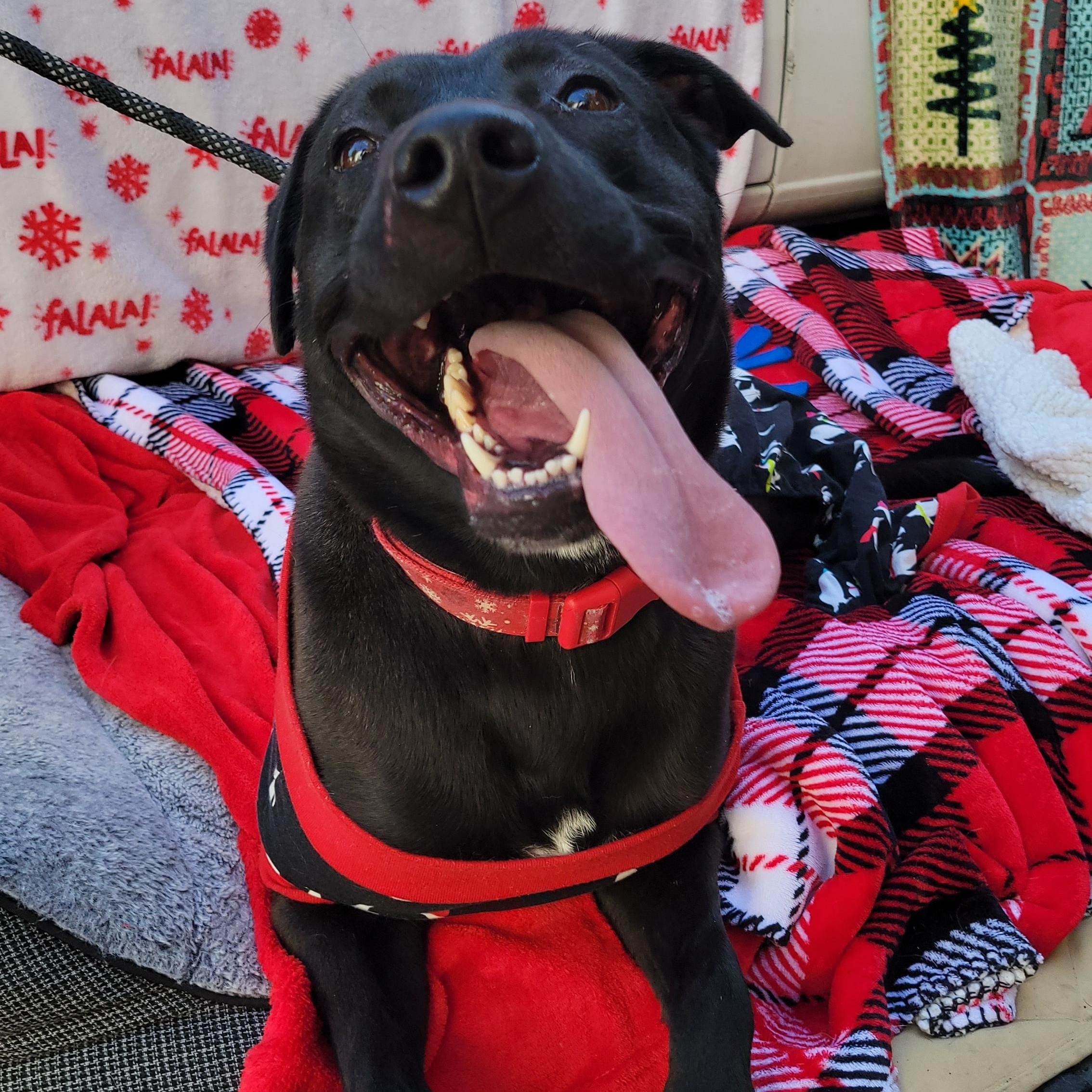 Enlarge Lizzie , a ADOPTABLE mixed breed in rowland heights, CA image 2/5