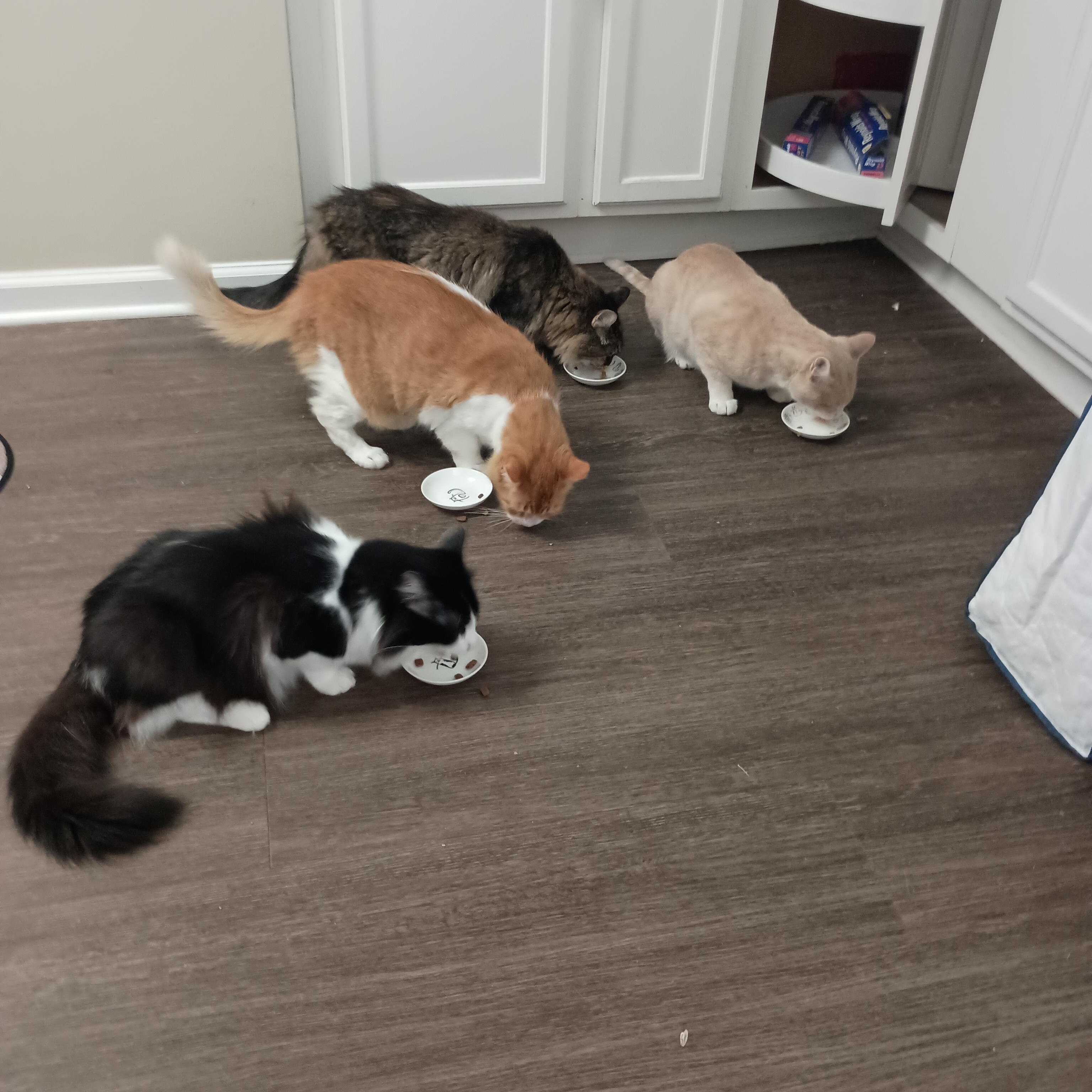 Leo The Social Butterfly, a Adoptable Domestic Short Hair in Houston, TX image 1/6