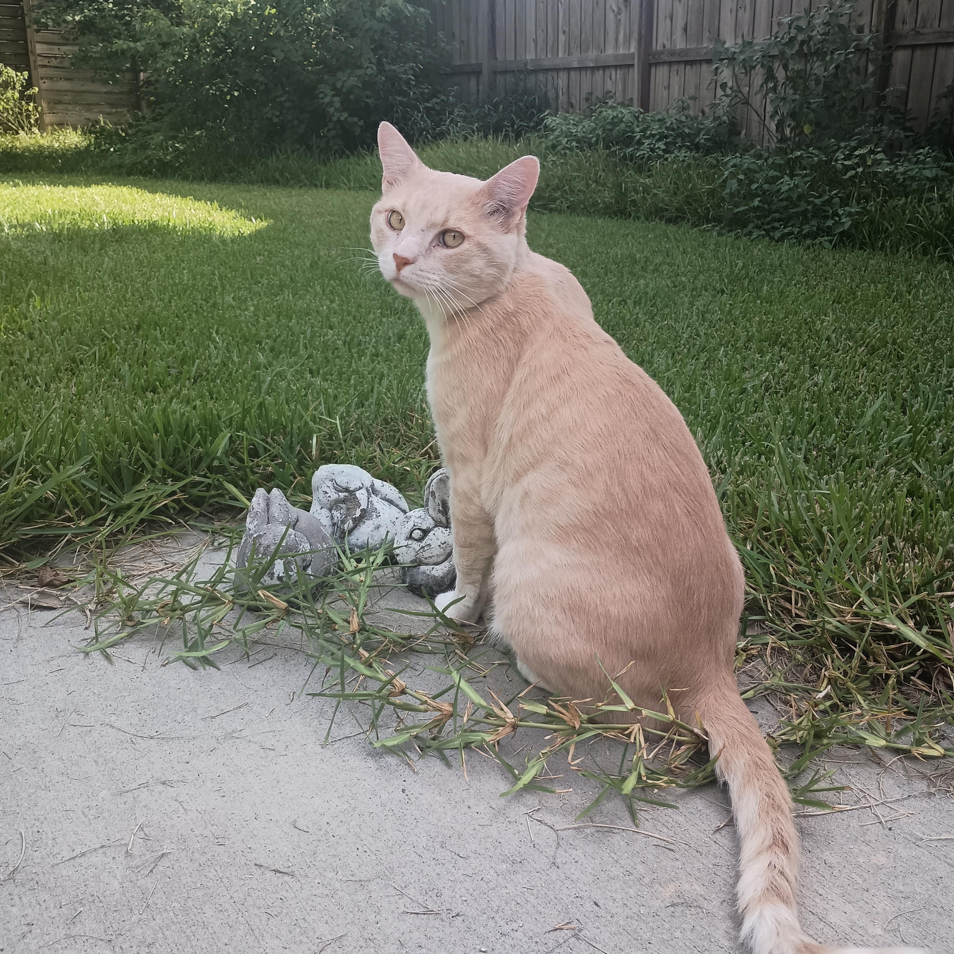Leo The Social Butterfly, a Adoptable Domestic Short Hair in Houston, TX image 4/6