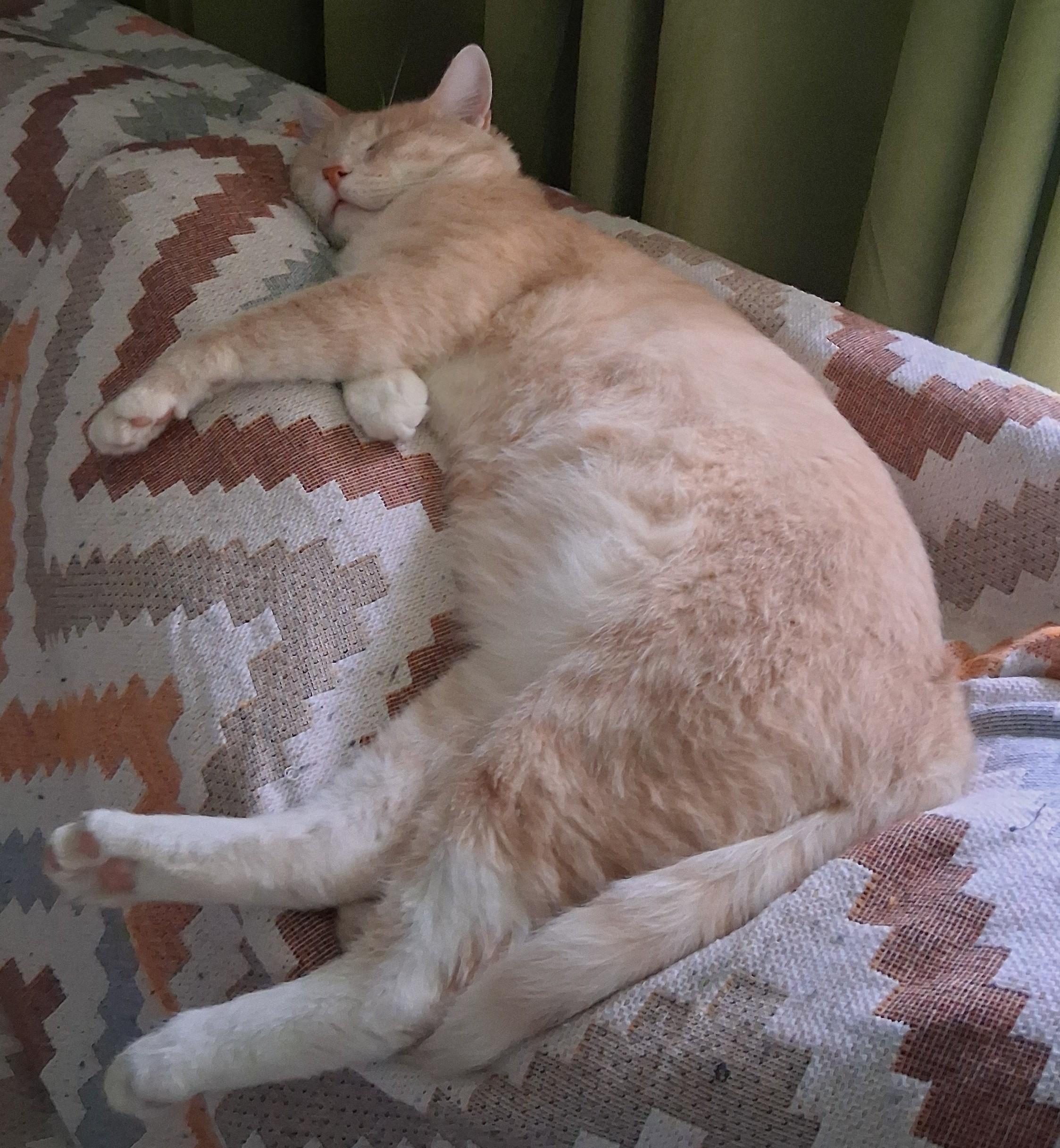 Leo The Social Butterfly, a Adoptable Domestic Short Hair in Houston, TX image 2/6