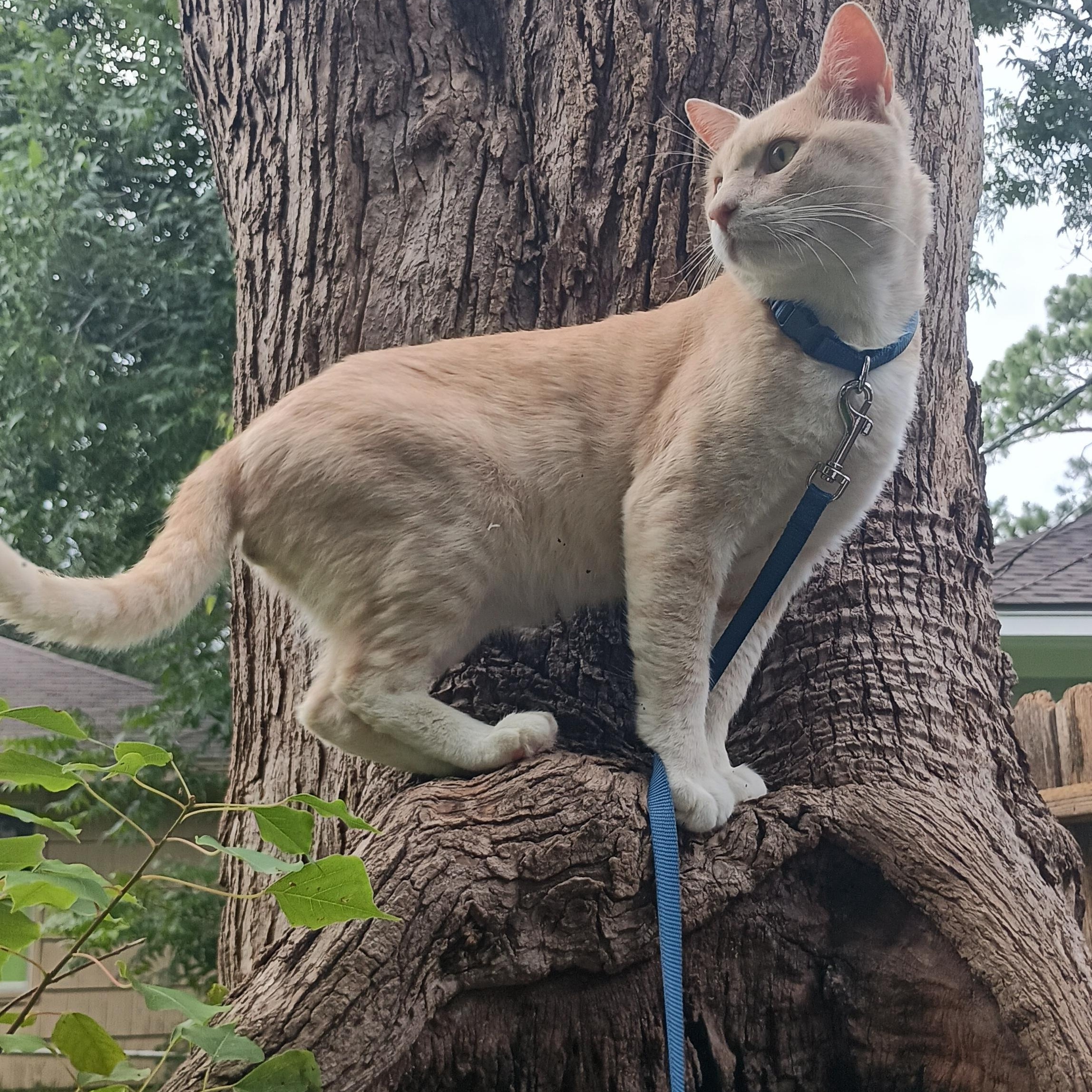 Leo The Social Butterfly, a Adoptable Domestic Short Hair in Houston, TX image 3/6