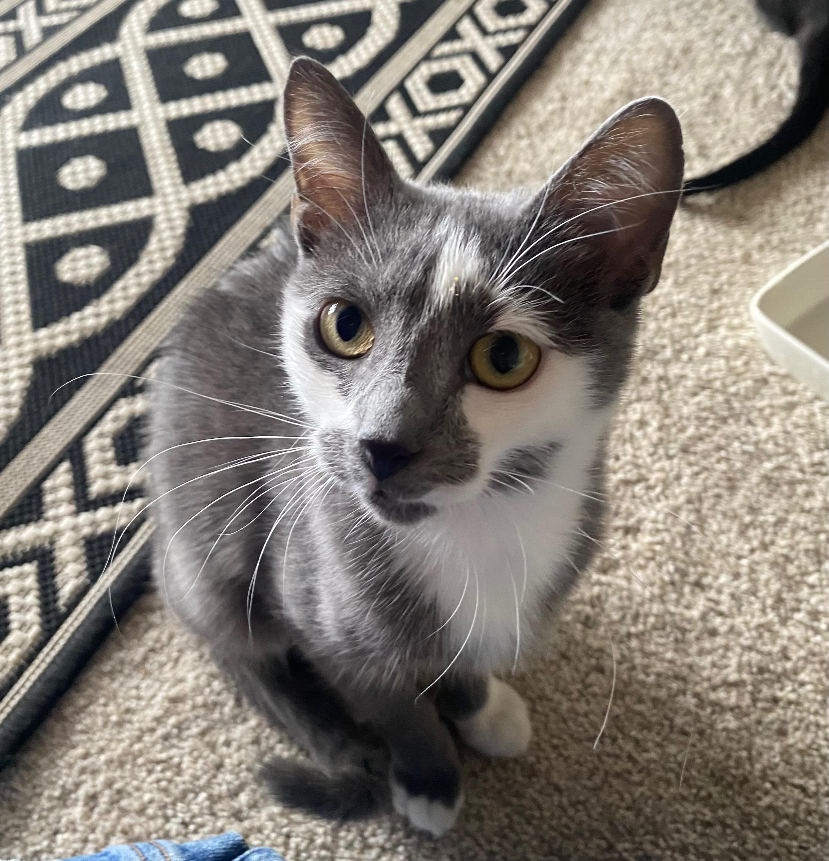 Enlarge Jenny, a ADOPTABLE mixed breed in Fort Collins, CO image 5/5