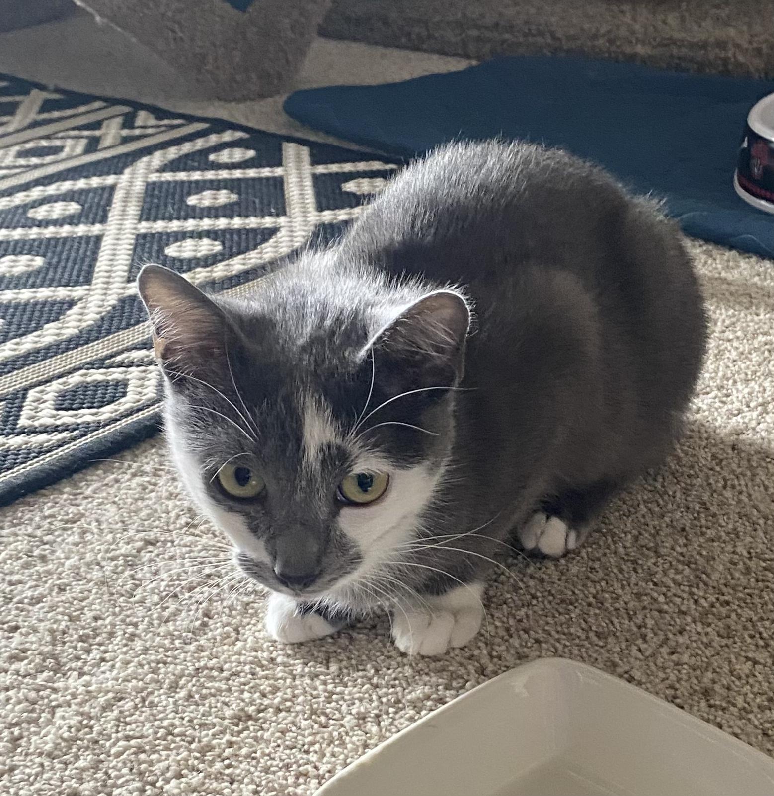 Enlarge Jenny, a ADOPTABLE mixed breed in Fort Collins, CO image 3/5