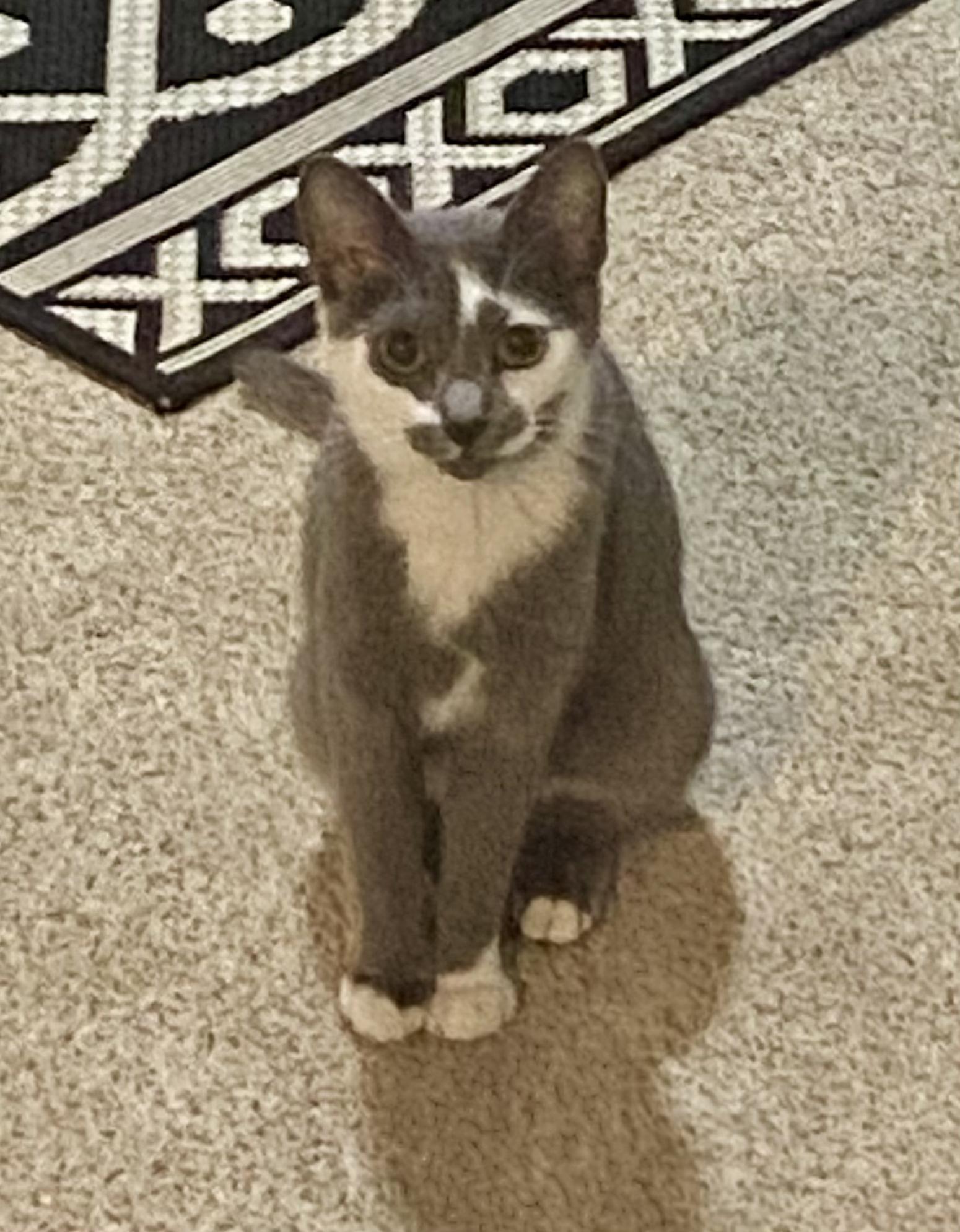 Enlarge Jenny, a ADOPTABLE mixed breed in Fort Collins, CO image 4/5