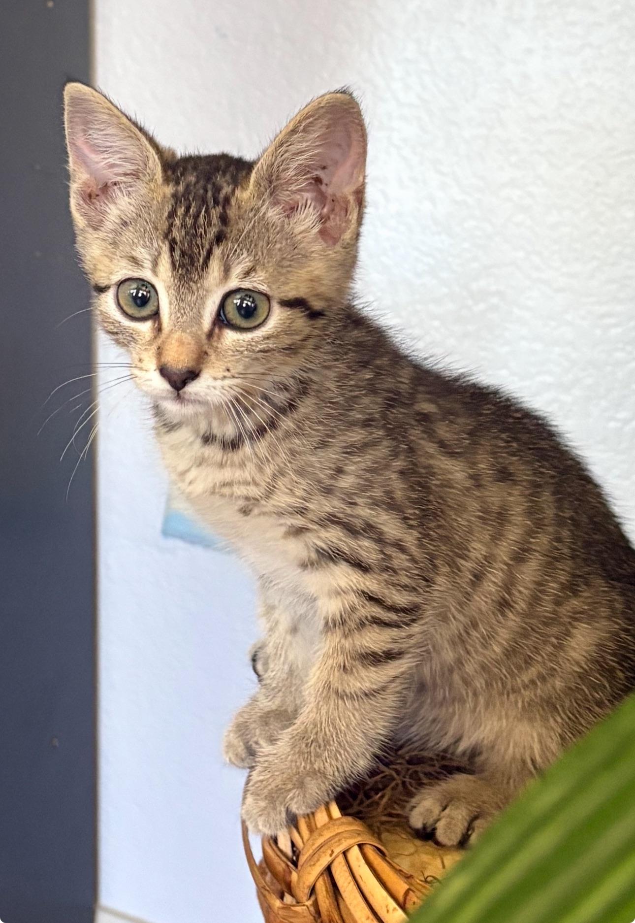 Lira, ADOPTABLE, Kitten Female Domestic Short Hair & Tabby.
