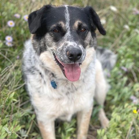 Ehlora, Adoptable, Adult Female Mixed Breed.