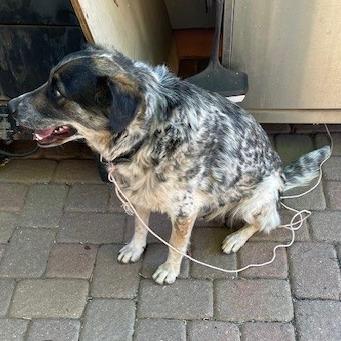 Enlarge Ehlora, a Adoptable Mixed Breed in Moab, UT image 1/6