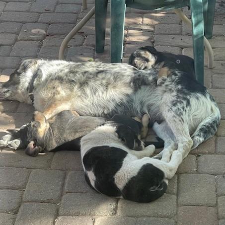 Ehlora, a Adoptable Mixed Breed in Moab, UT image 4/6