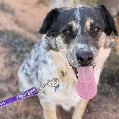 Enlarge Ehlora, a Adoptable Mixed Breed in Moab, UT image 5/6