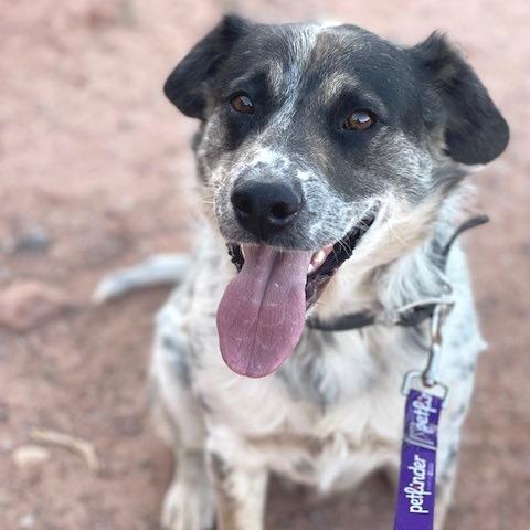 Enlarge Ehlora, a Adoptable Mixed Breed in Moab, UT image 4/6