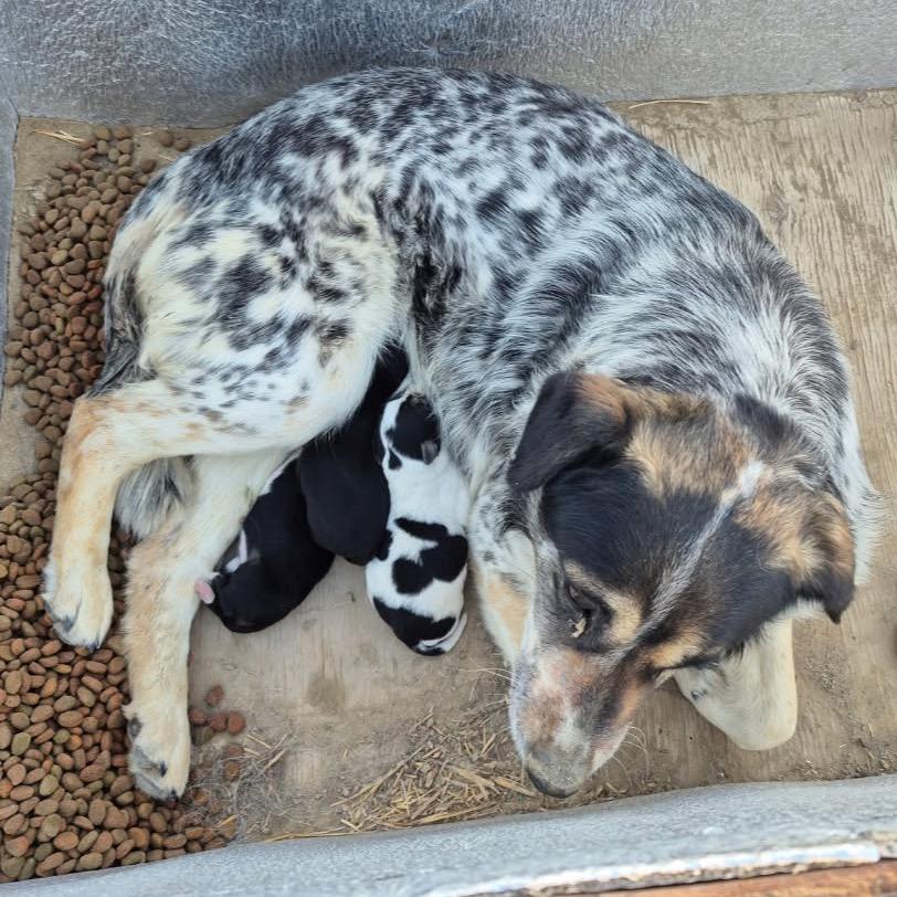 Enlarge Ehlora, a Adoptable Mixed Breed in Moab, UT image 6/6