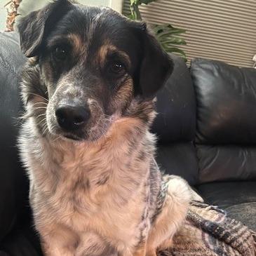 Enlarge Ehlora, a Adoptable Mixed Breed in Moab, UT image 6/6