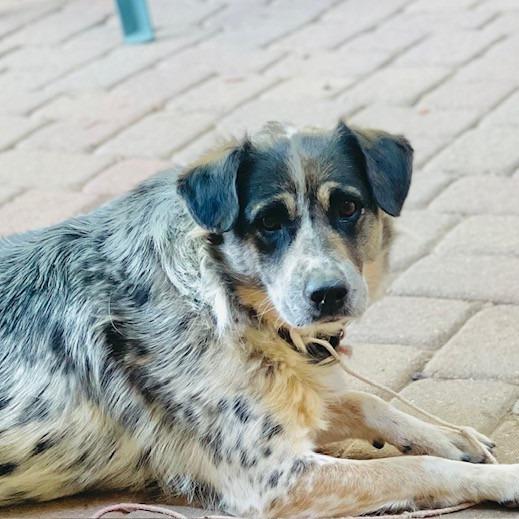 Ehlora, a Adoptable Mixed Breed in Moab, UT image 5/6