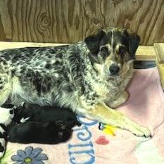 Ehlora, a Adoptable Mixed Breed in Moab, UT image 6/6