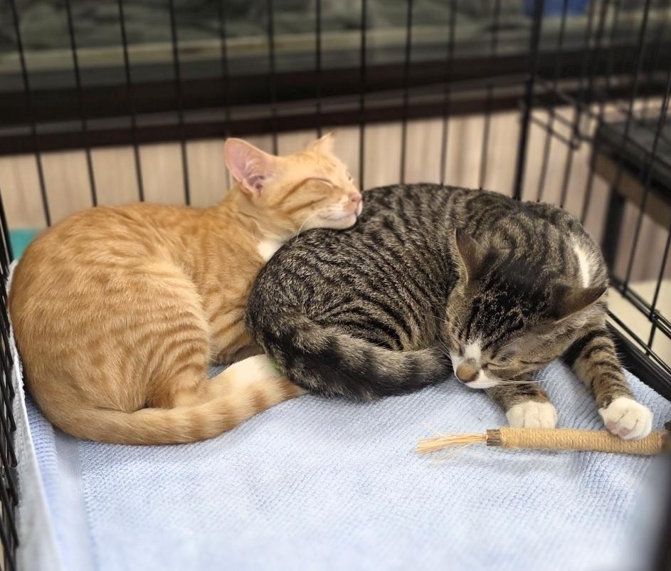 Toby and Cosmo, Adoptable, Kitten Male Domestic Short Hair.
