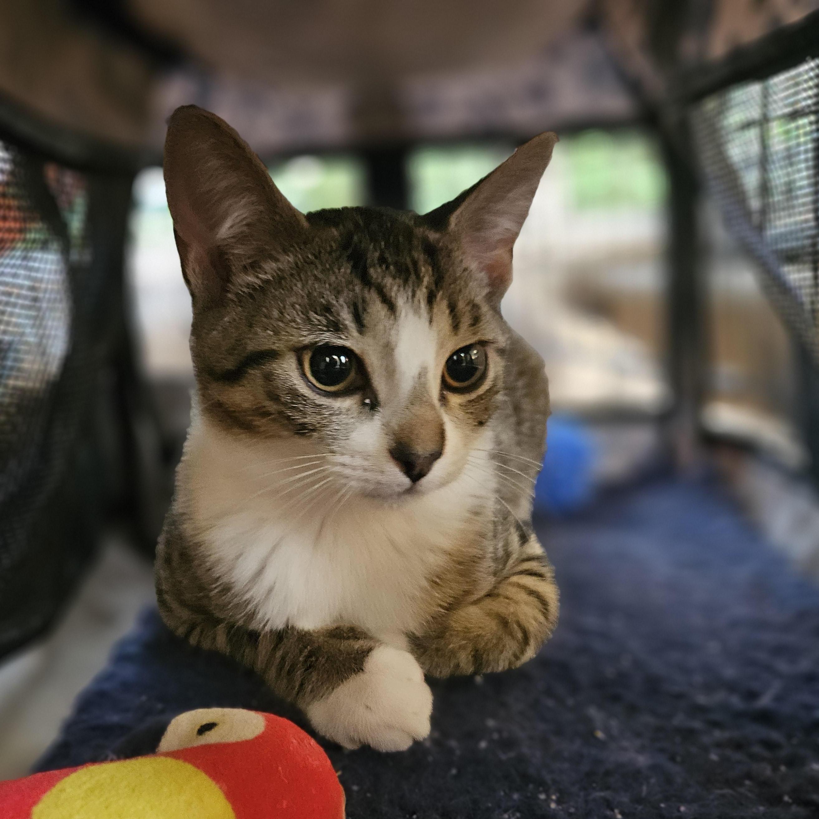 Toby, a ADOPTABLE Domestic Short Hair in Wilmington, NC image 3/4