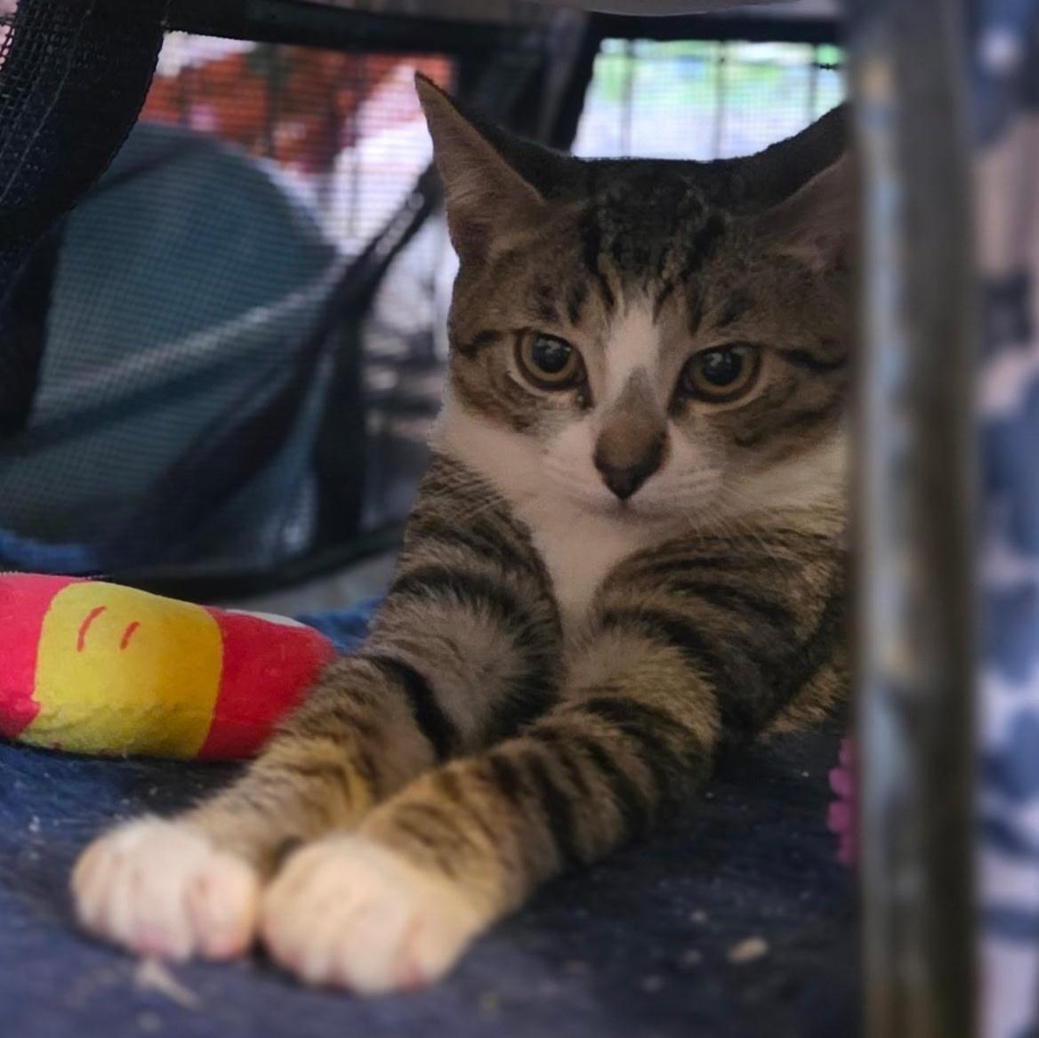 Toby, a ADOPTABLE Domestic Short Hair in Wilmington, NC image 2/4