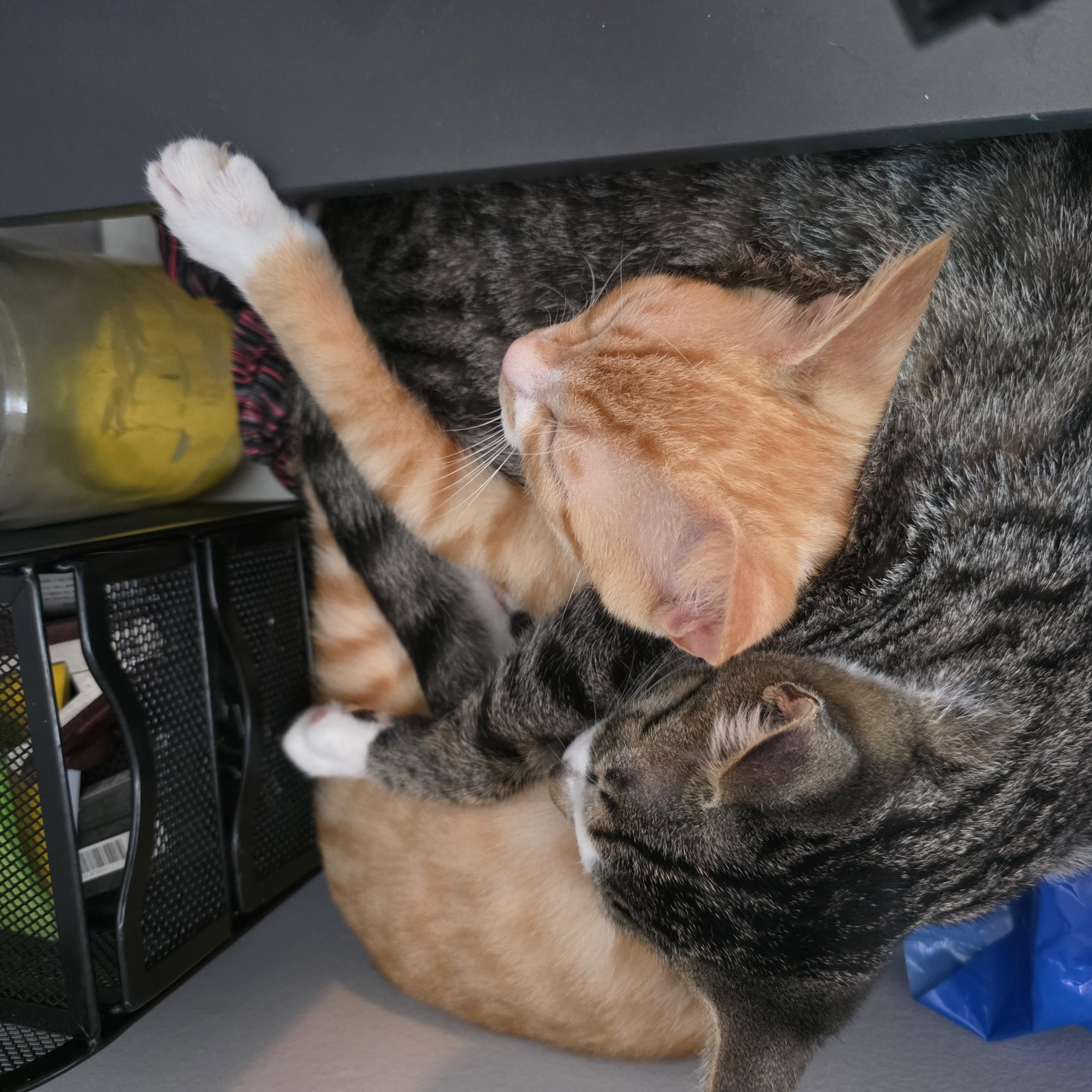 Enlarge Toby and Cosmo, a Adoptable Domestic Short Hair in Wilmington, NC image 1/6