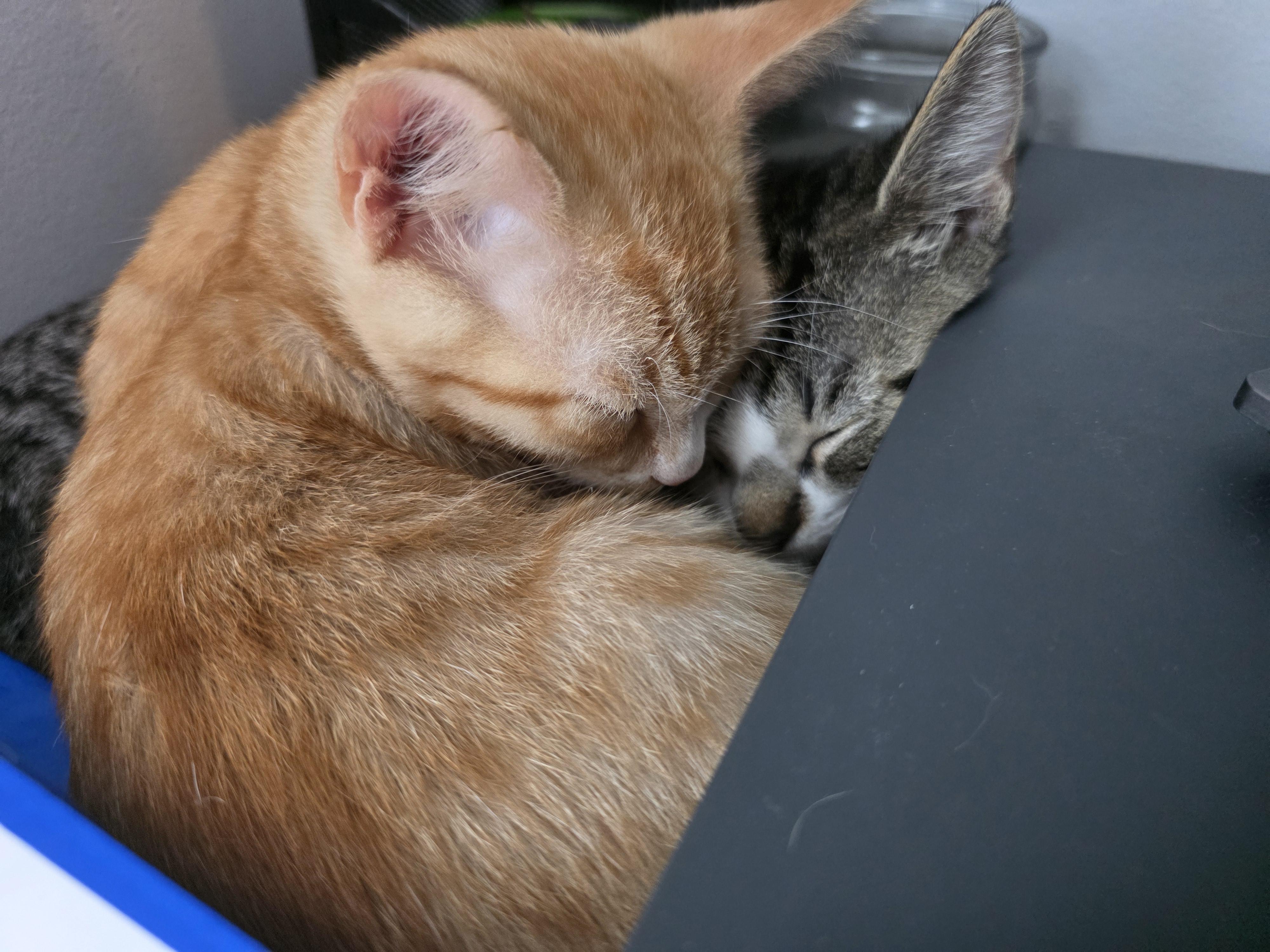 Enlarge Toby and Cosmo, a Adoptable Domestic Short Hair in Wilmington, NC image 2/6