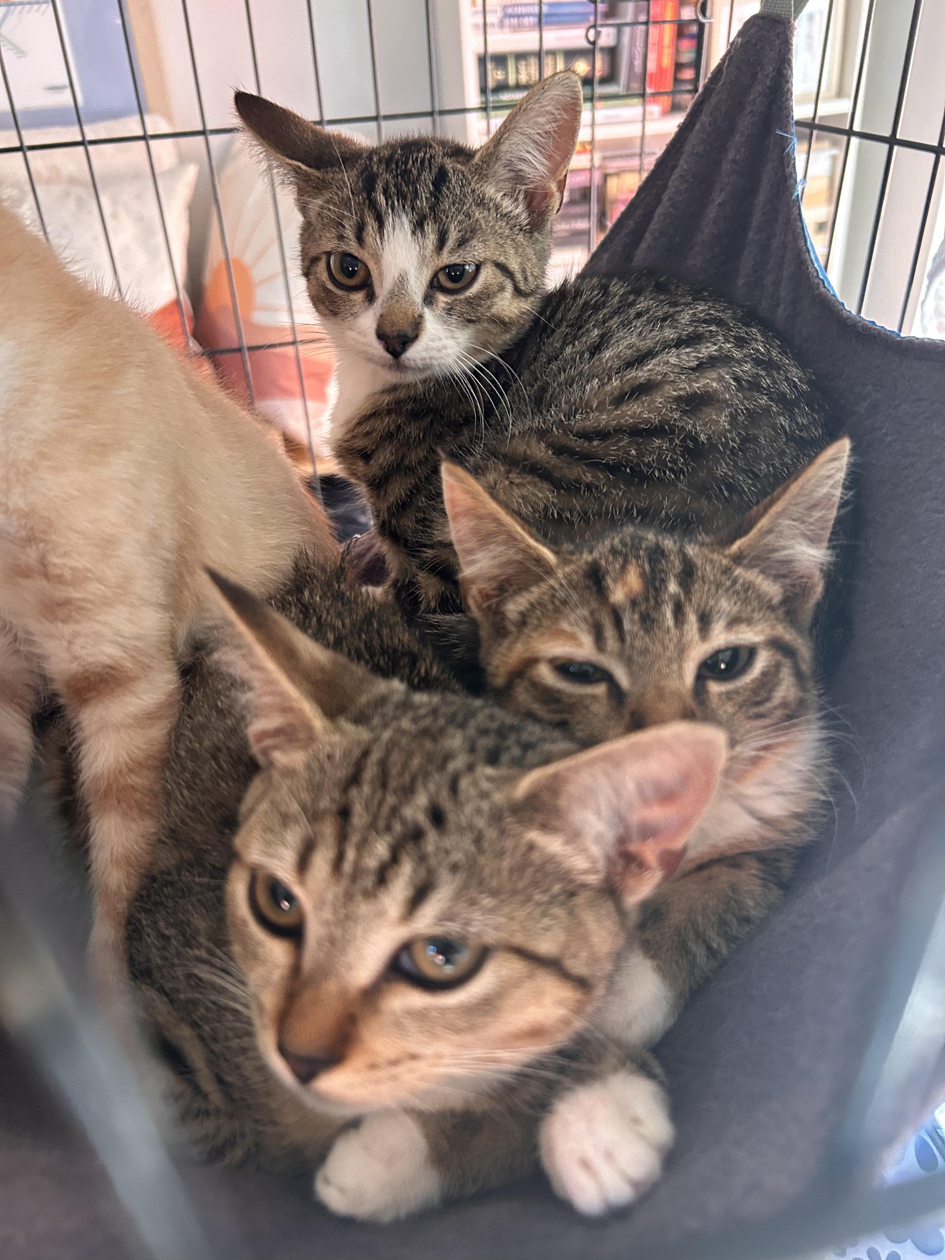 Toby, a ADOPTABLE Domestic Short Hair in Wilmington, NC image 4/4