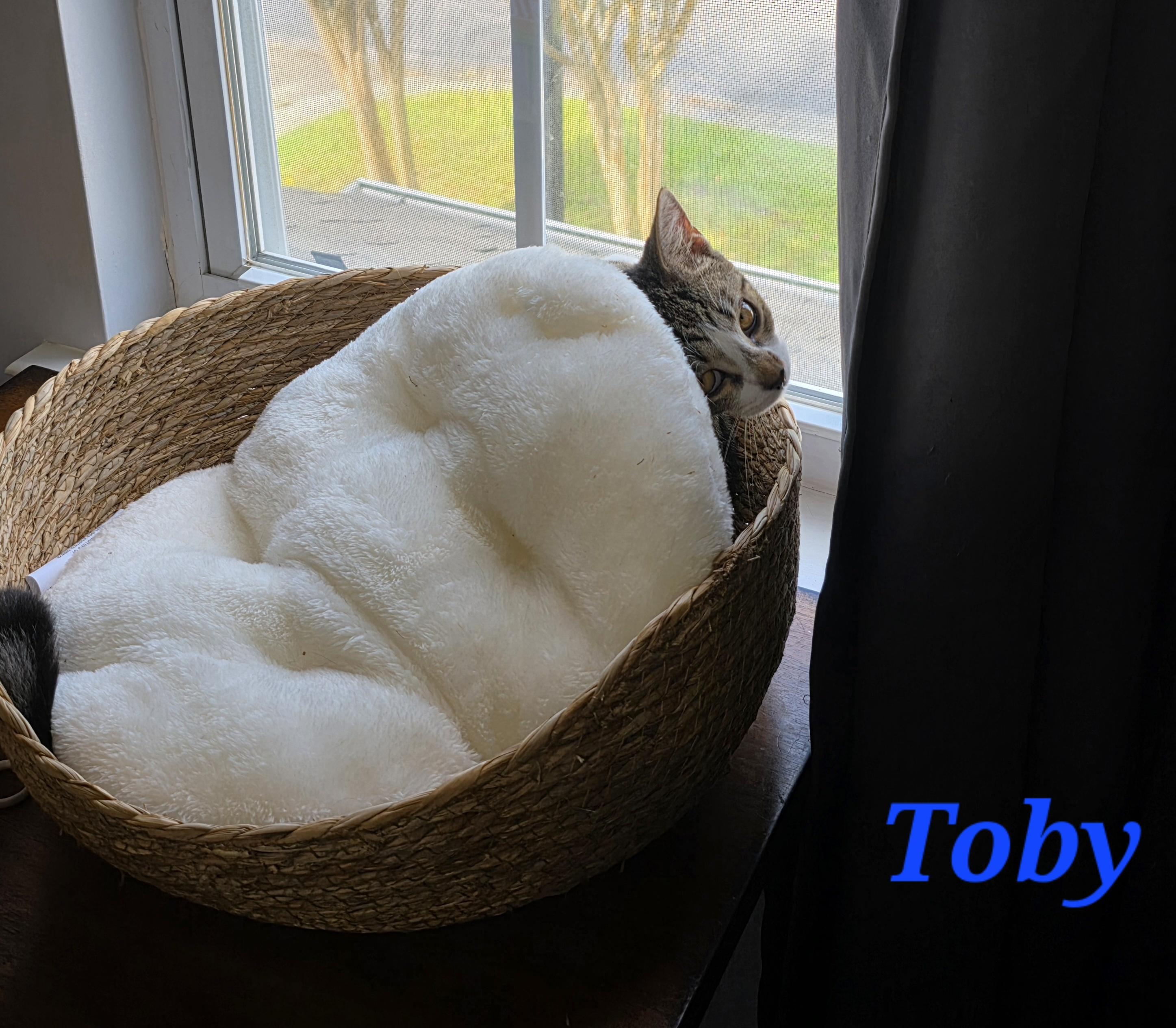 Enlarge Toby and Cosmo, a Adoptable Domestic Short Hair in Wilmington, NC image 2/6