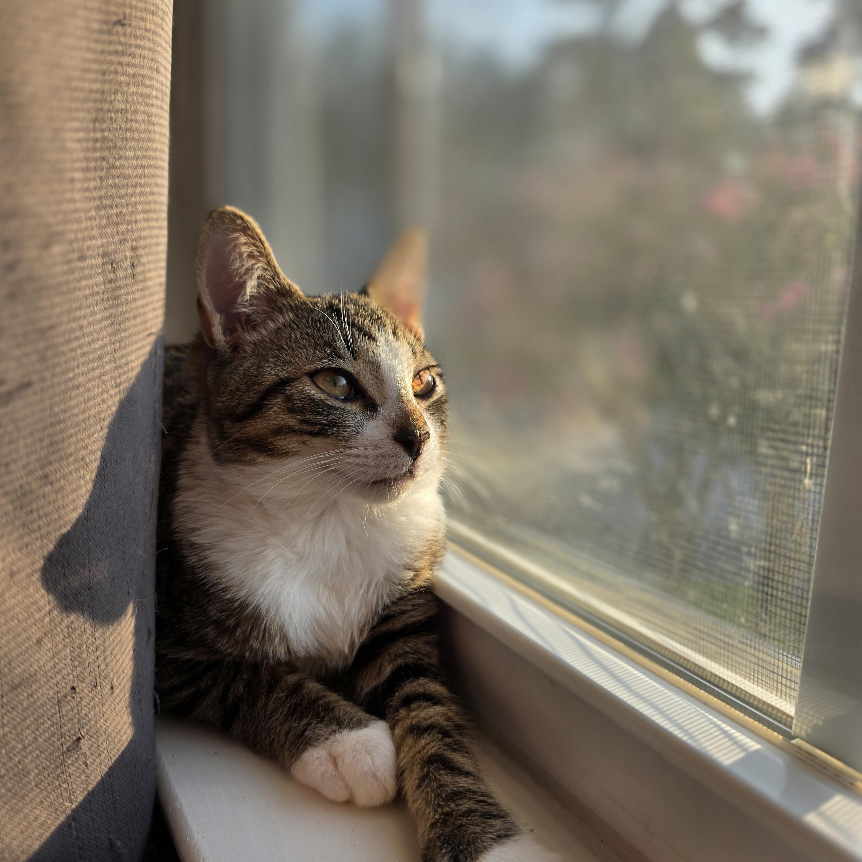 Enlarge Toby and Cosmo, a Adoptable Domestic Short Hair in Wilmington, NC image 3/6