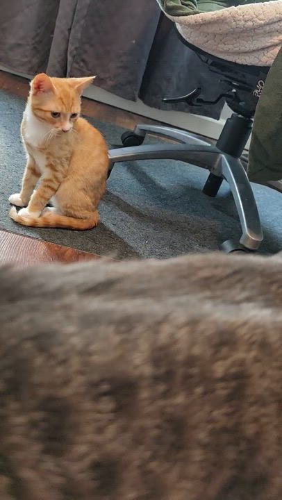 Enlarge Toby and Cosmo, a Adoptable Domestic Short Hair in Wilmington, NC video 6/6