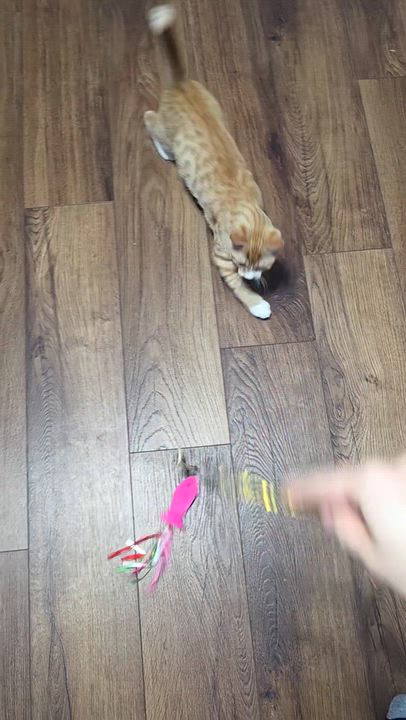 Enlarge Toby and Cosmo, a Adoptable Domestic Short Hair in Wilmington, NC video 6/6